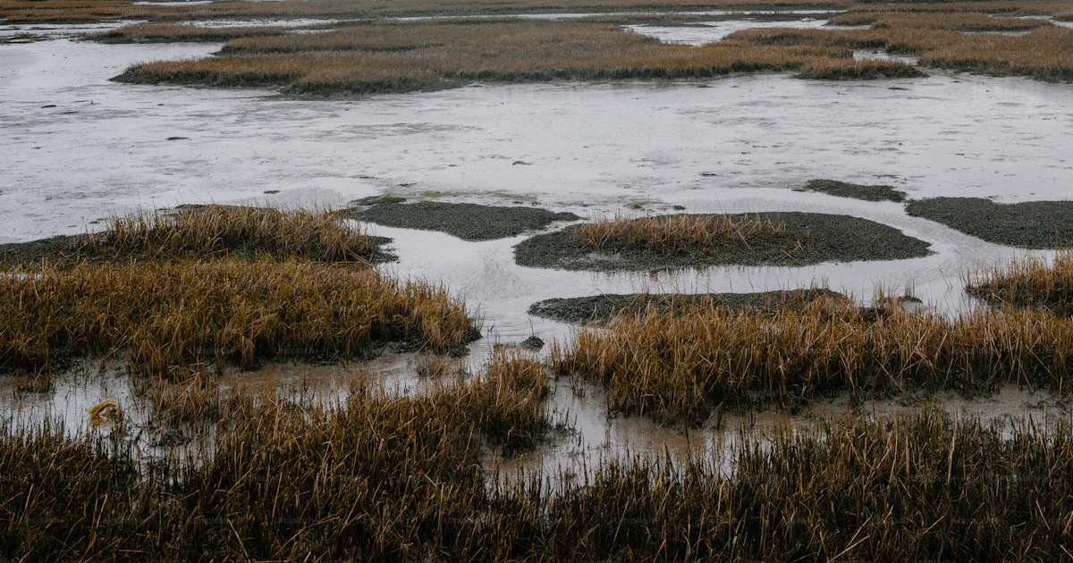 Marsh With Reeds Grassy marsh with calm water and mudflotsamming reeds photo – Autumn ...