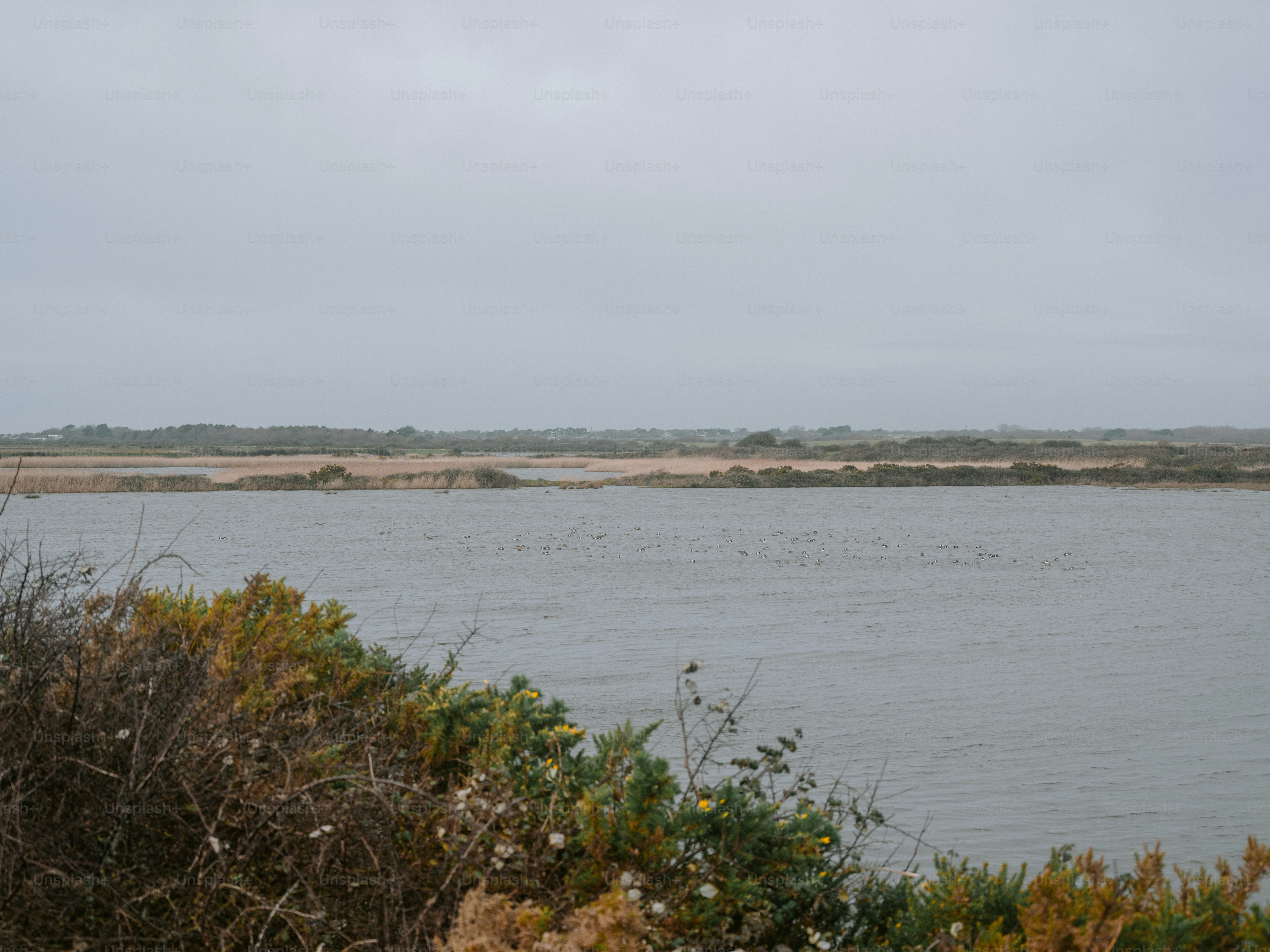 Calm water with distant shore and cloudy sky photo – Wildlife Image on ...