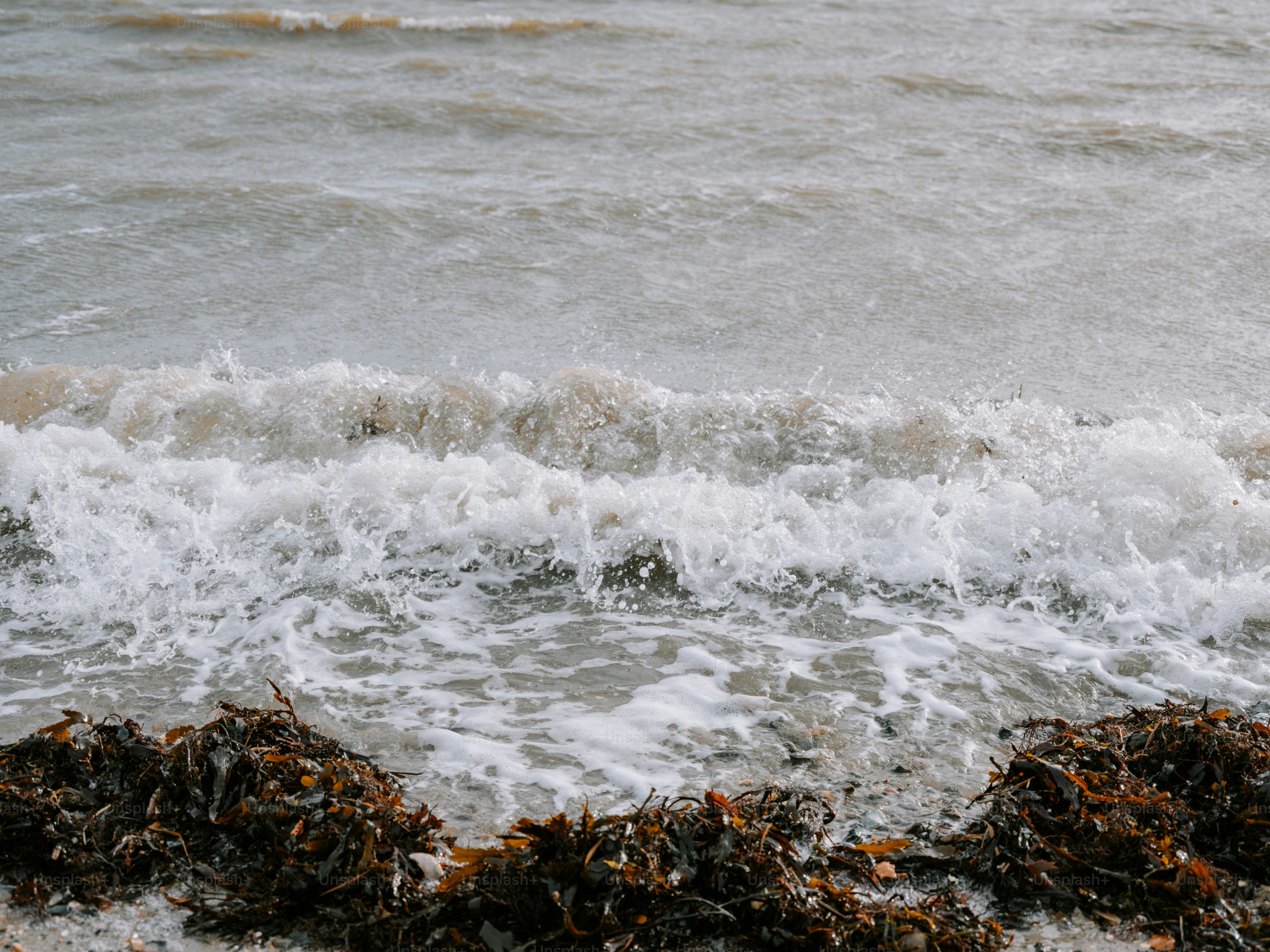 Les vagues s’écrasant sur un rivage avec des algues