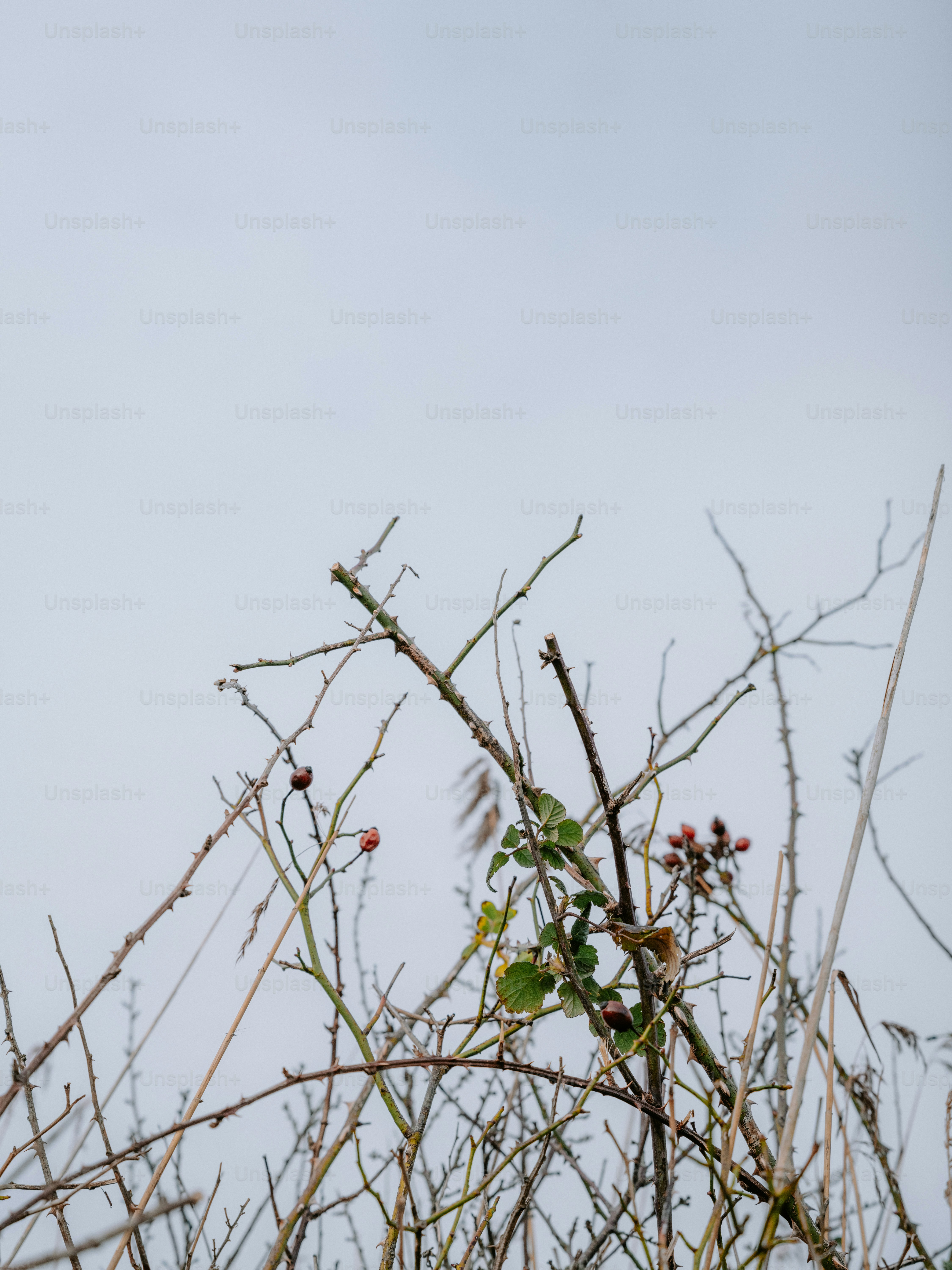 Bare branches with a few red berries against sky