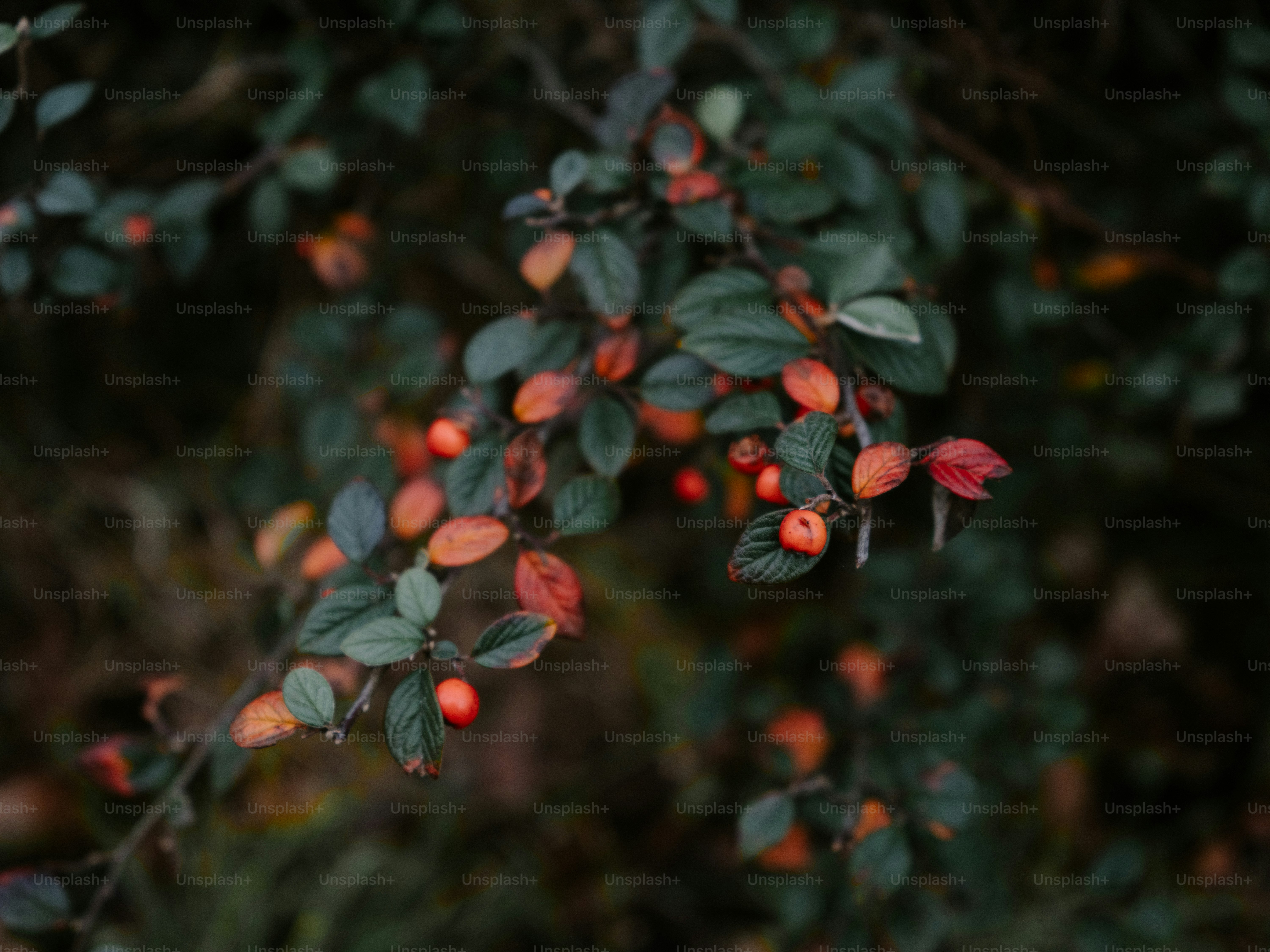 A branch with green leaves and small red berries. photo – Plant Image ...