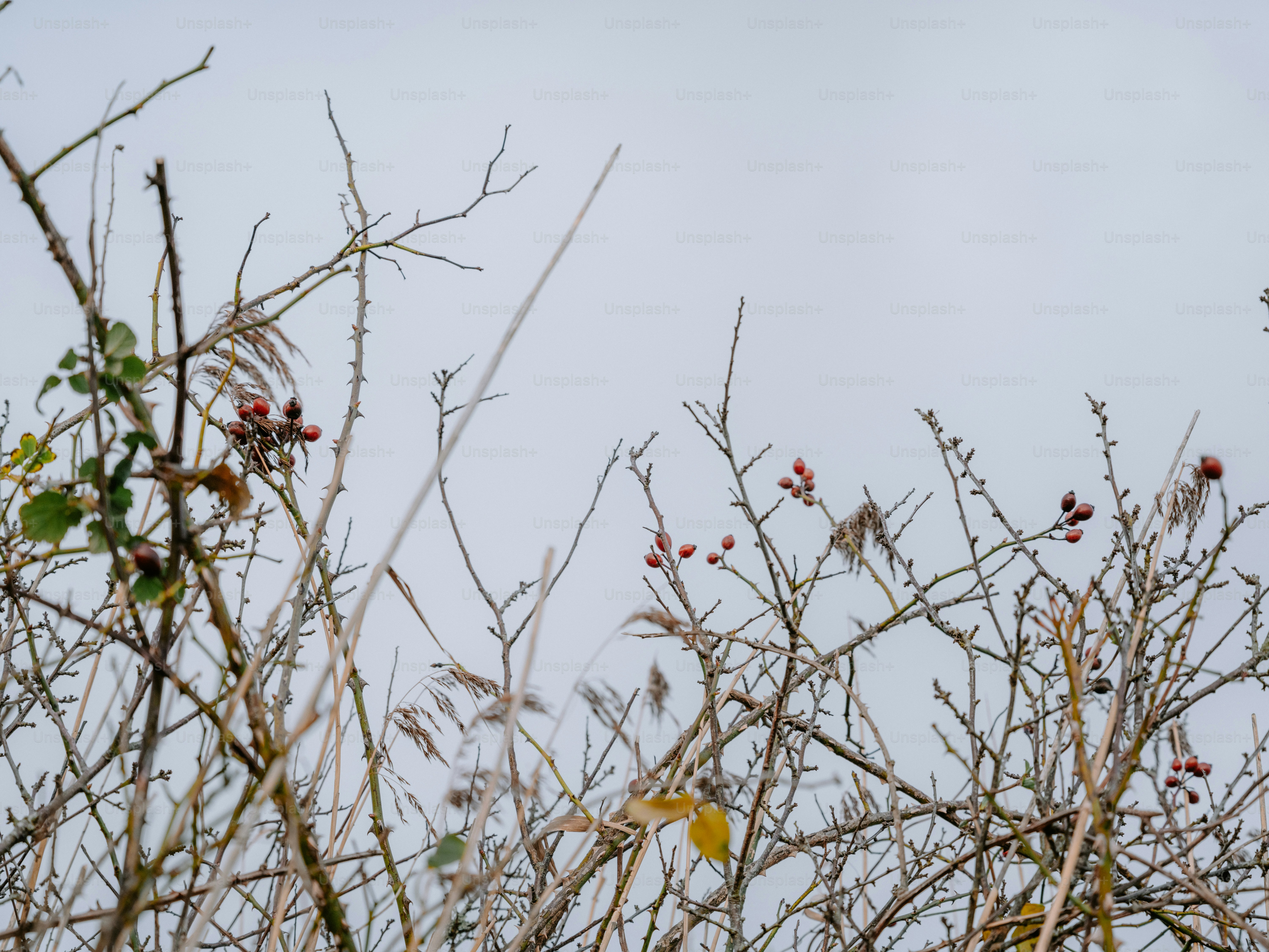 Bare branches with a few berries against a pale sky