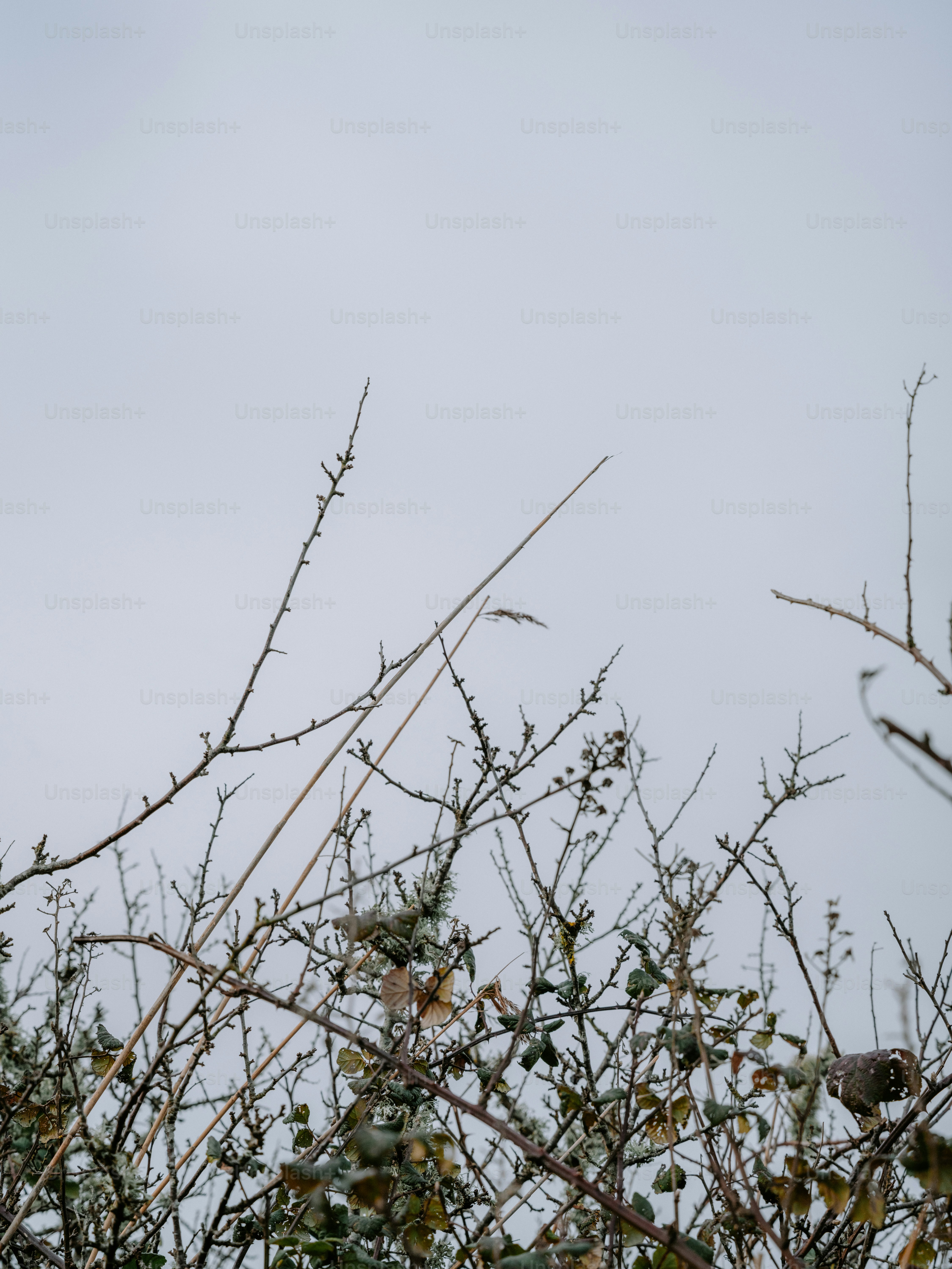 Bare branches of a bush against a pale sky