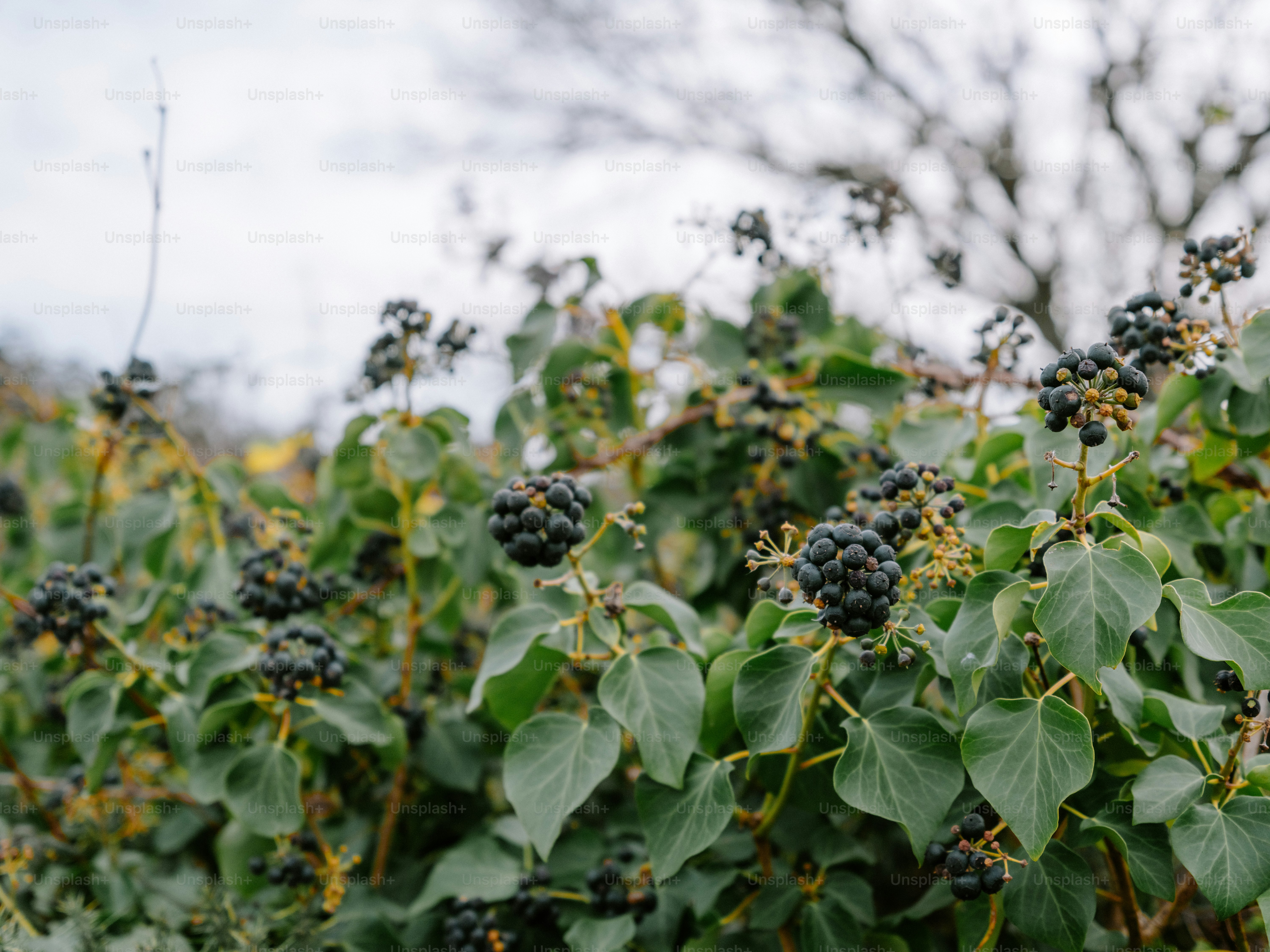 Ivy bush with dark berries and green leaves