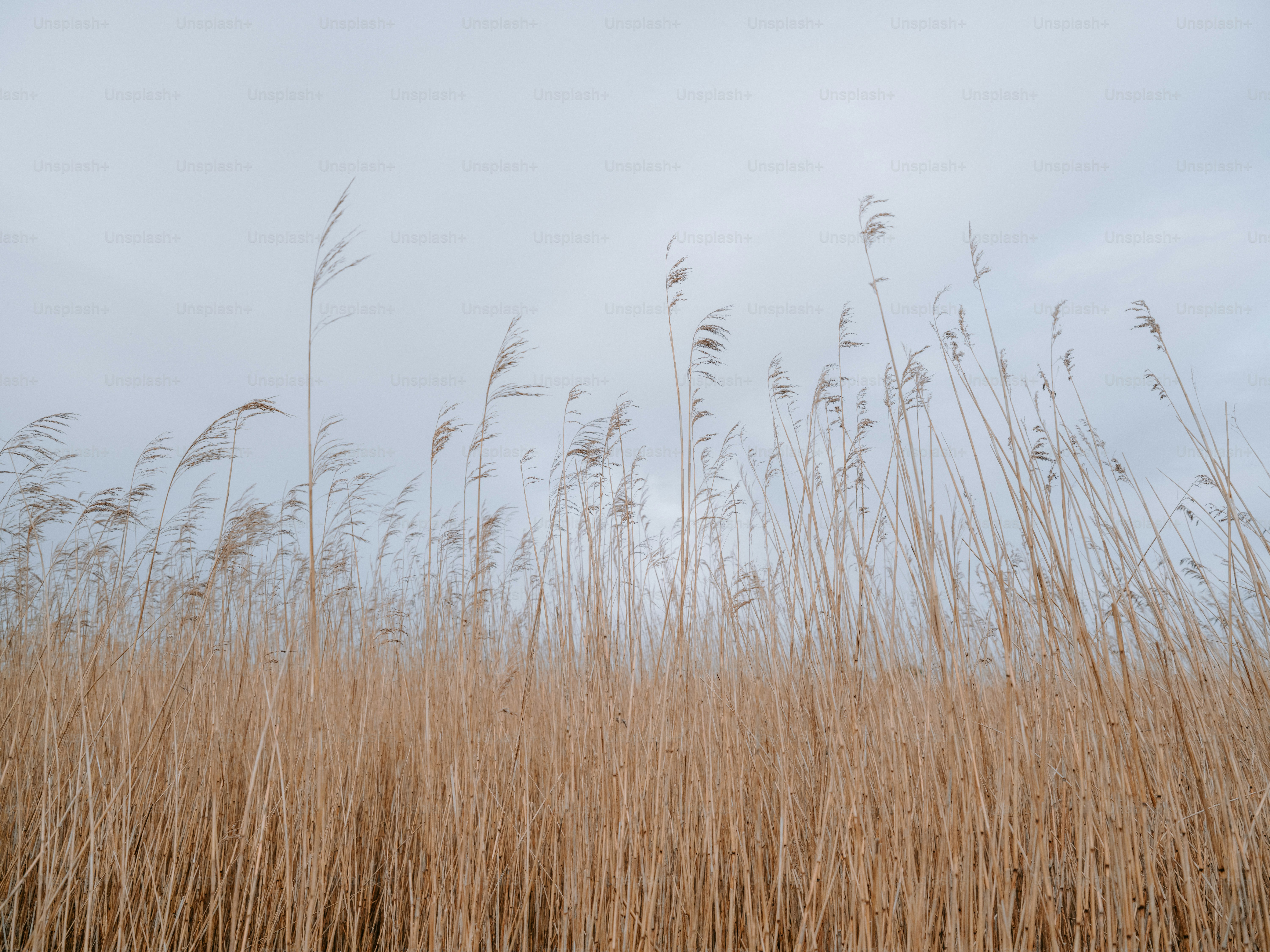 Tall dry reeds sway against a cloudy sky.