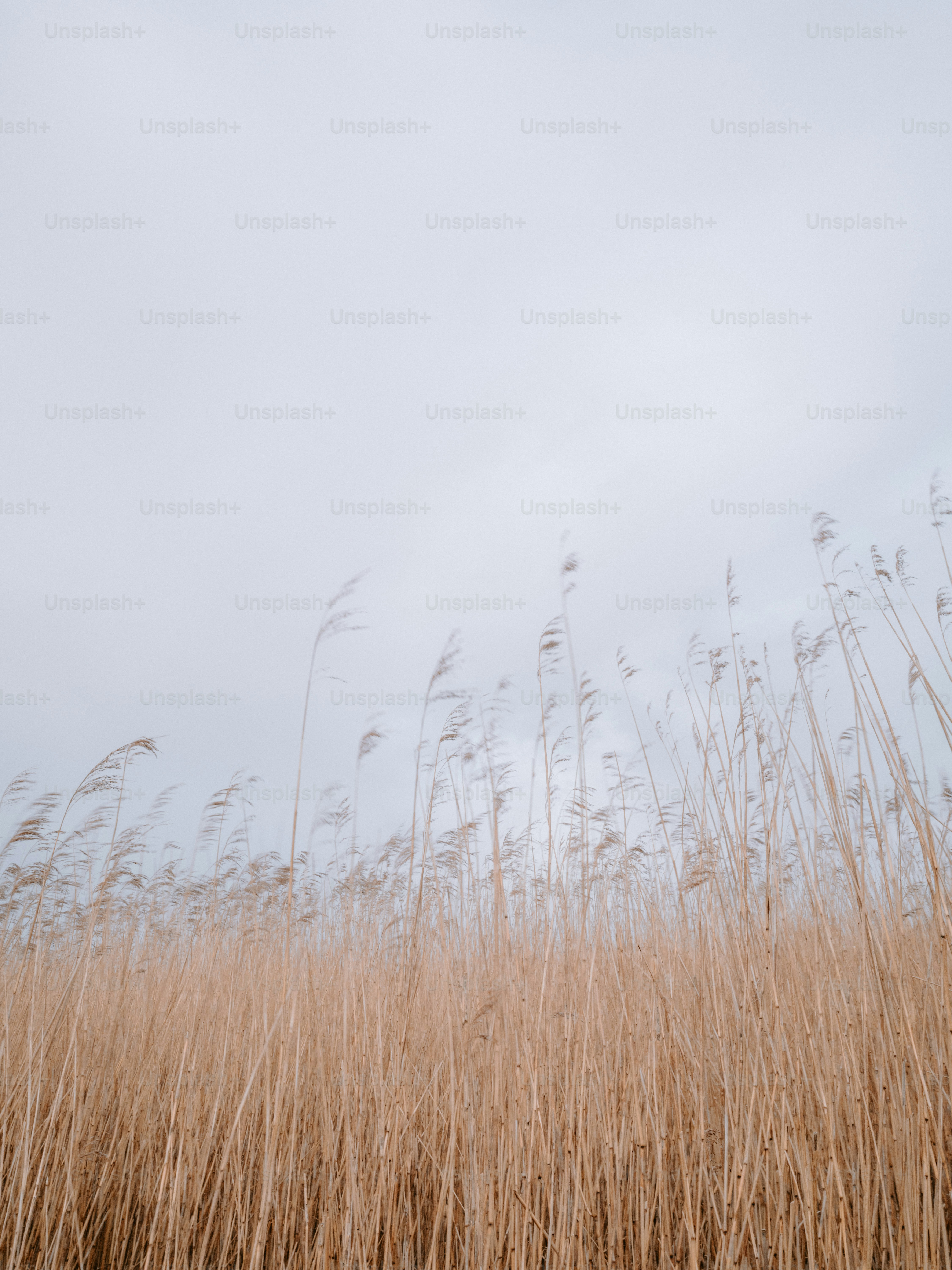 Tall dry reeds against a pale sky