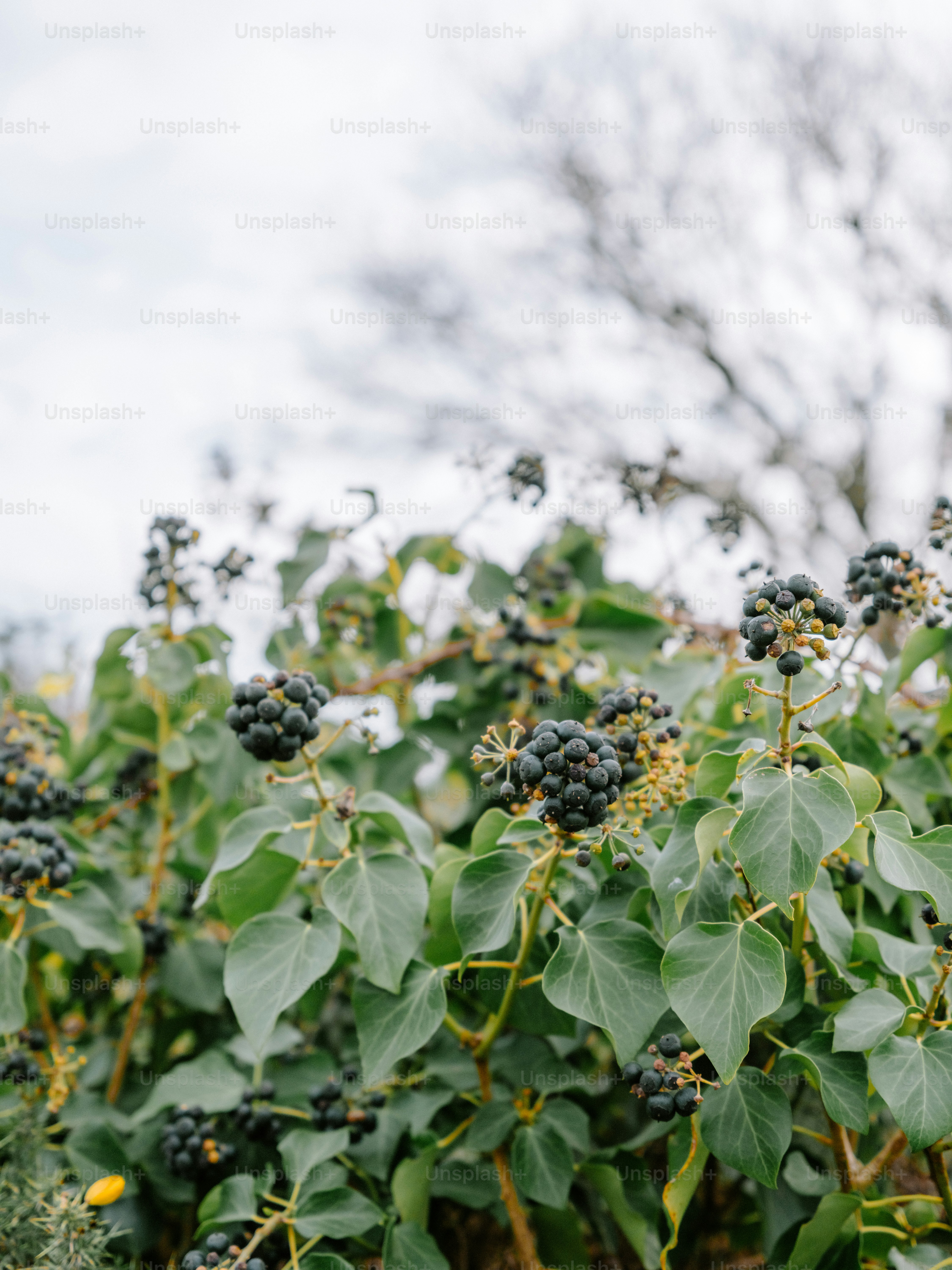 Green ivy with dark berries against a blurred background