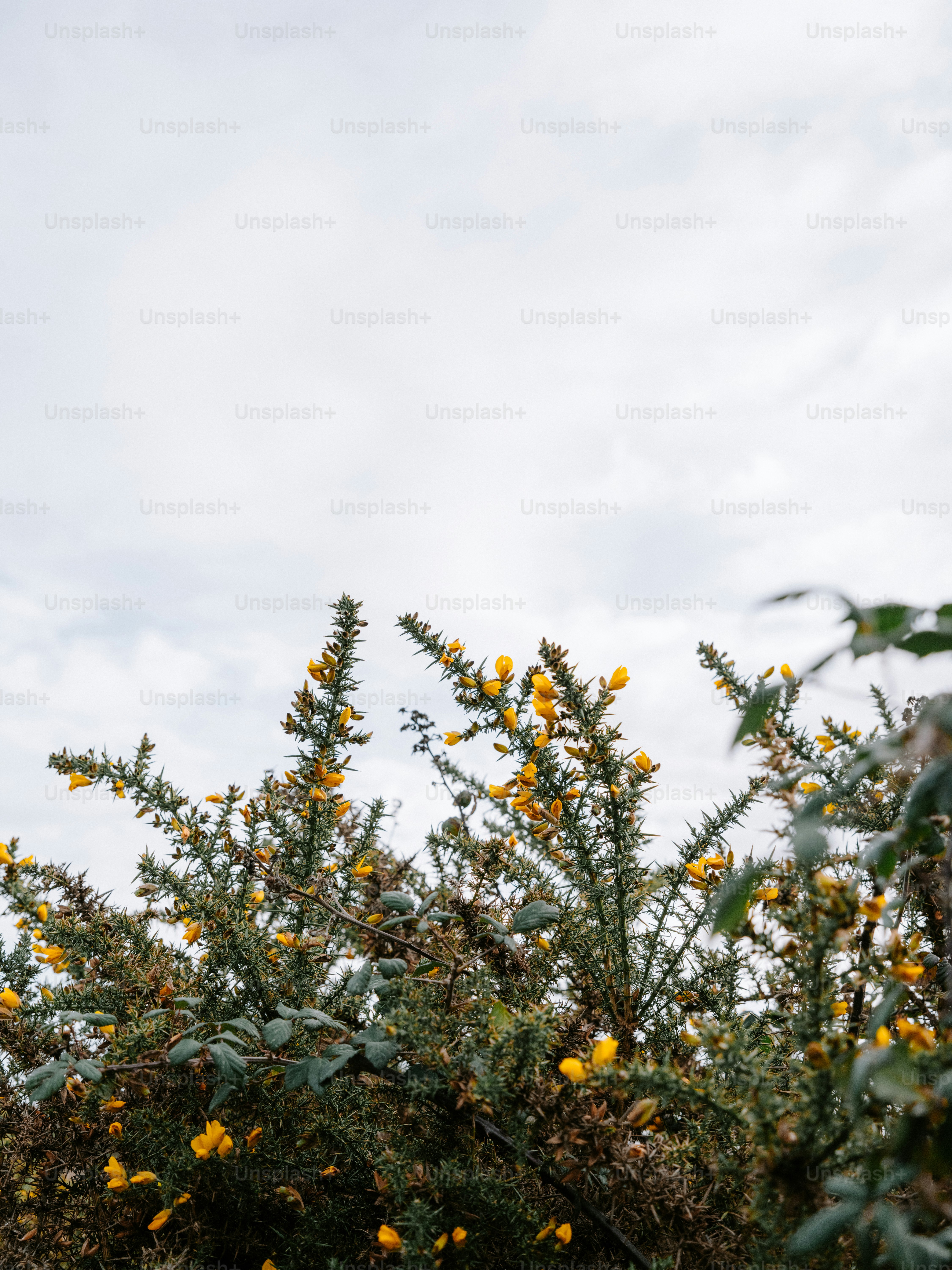 Yellow flowers on a thorny bush under a cloudy sky