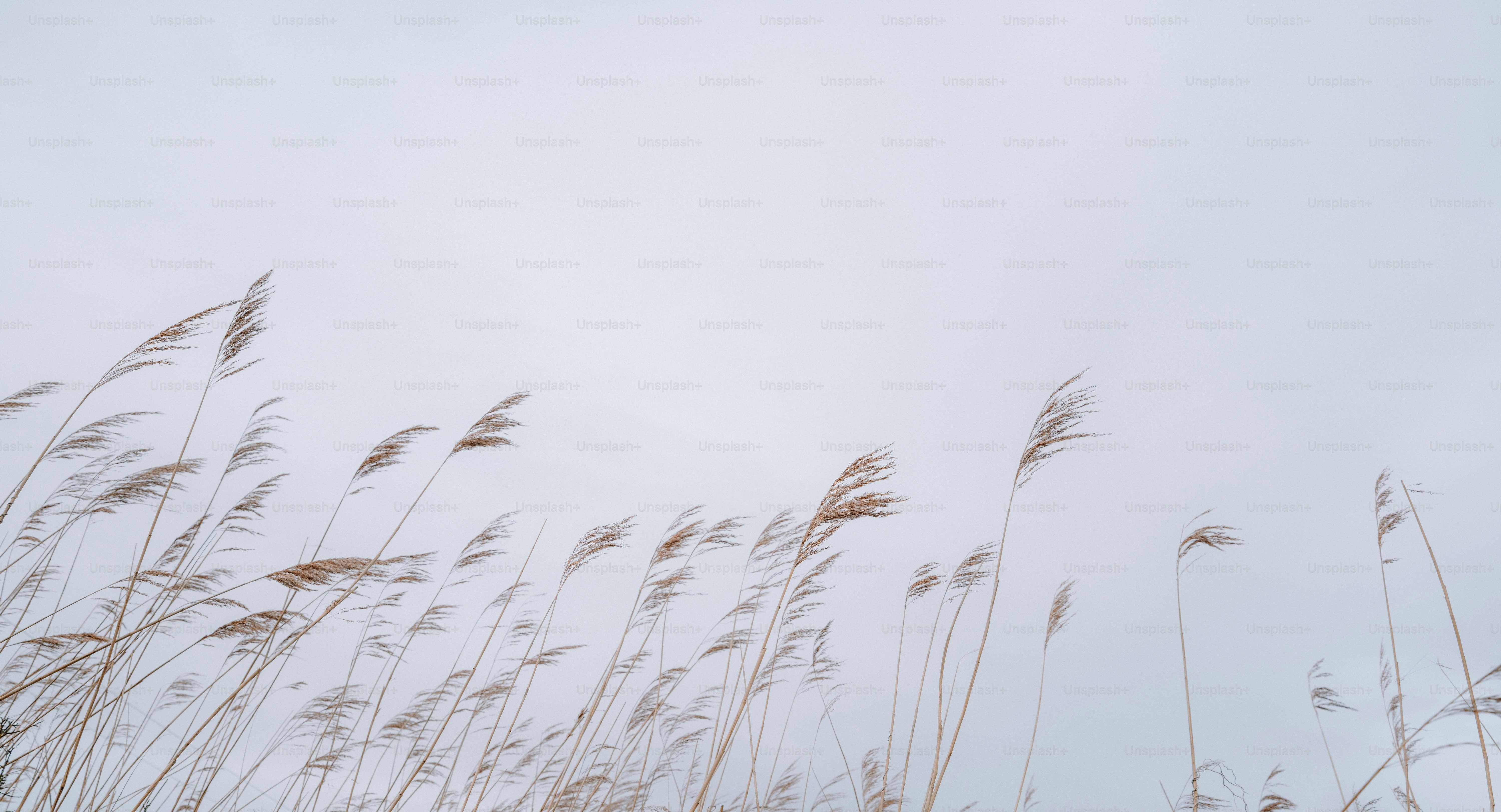 Tall grass blowing in the wind against a pale sky