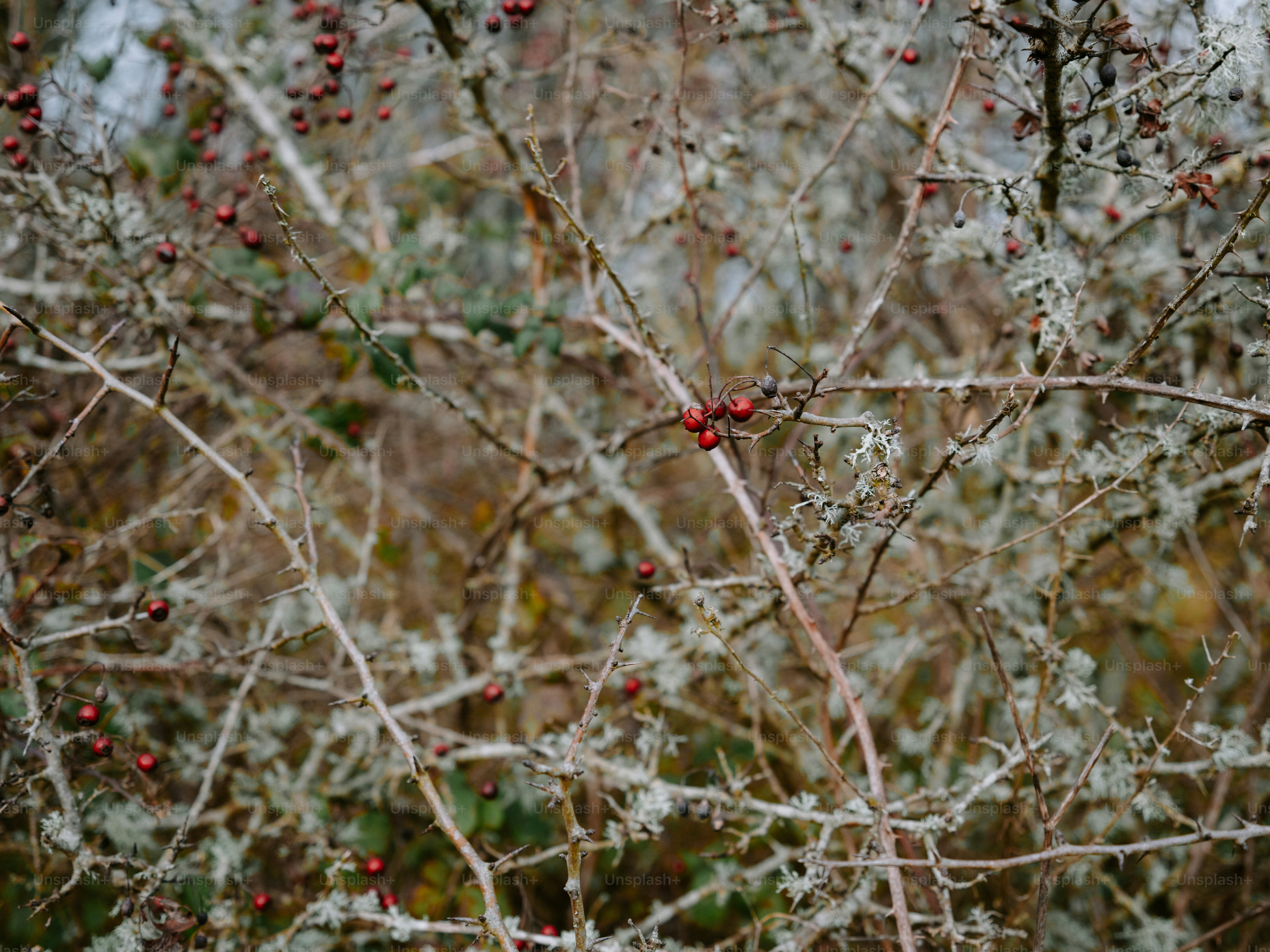 Bare branches with red berries and lichen