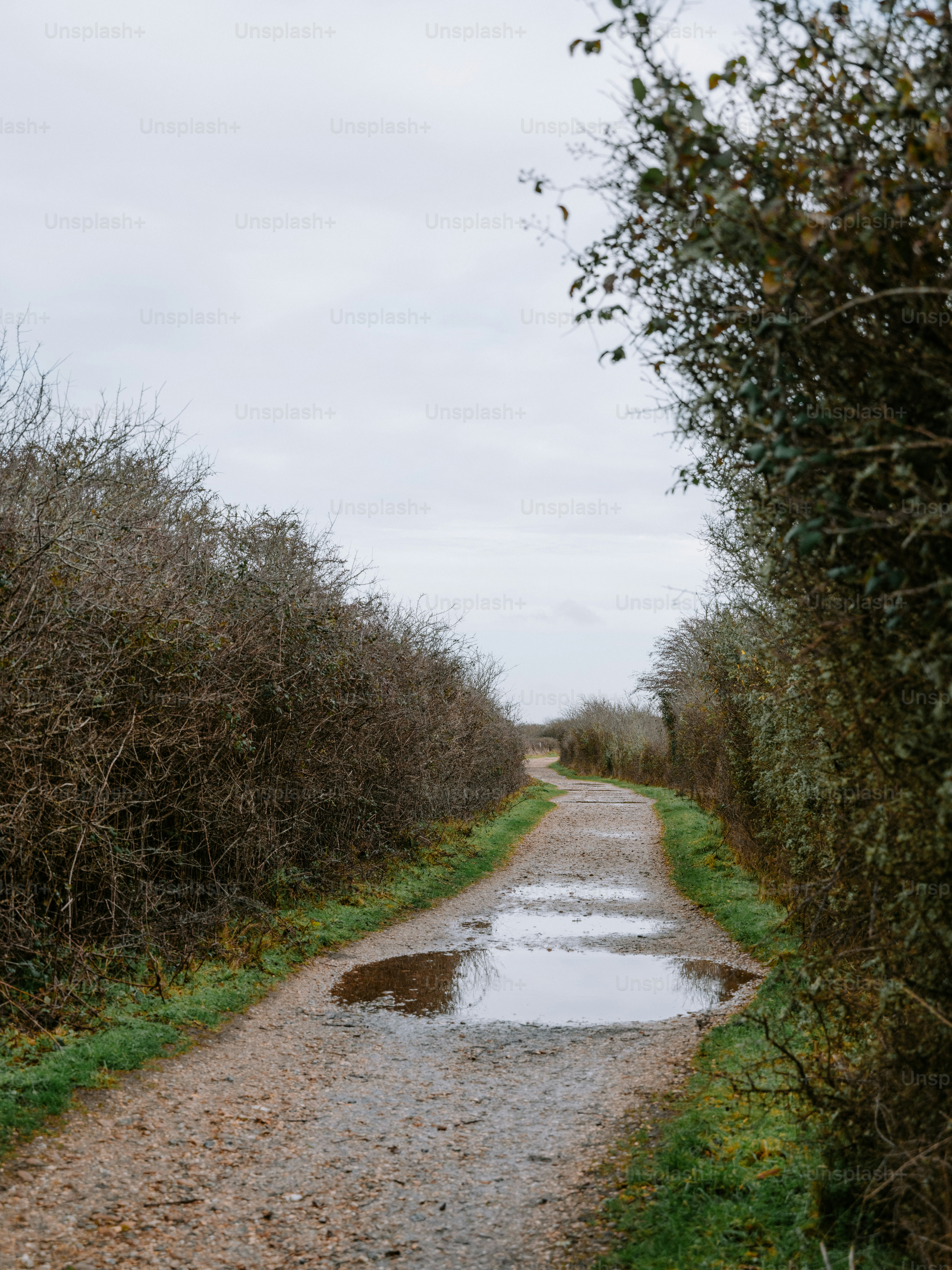 A dirt path with puddles after rain