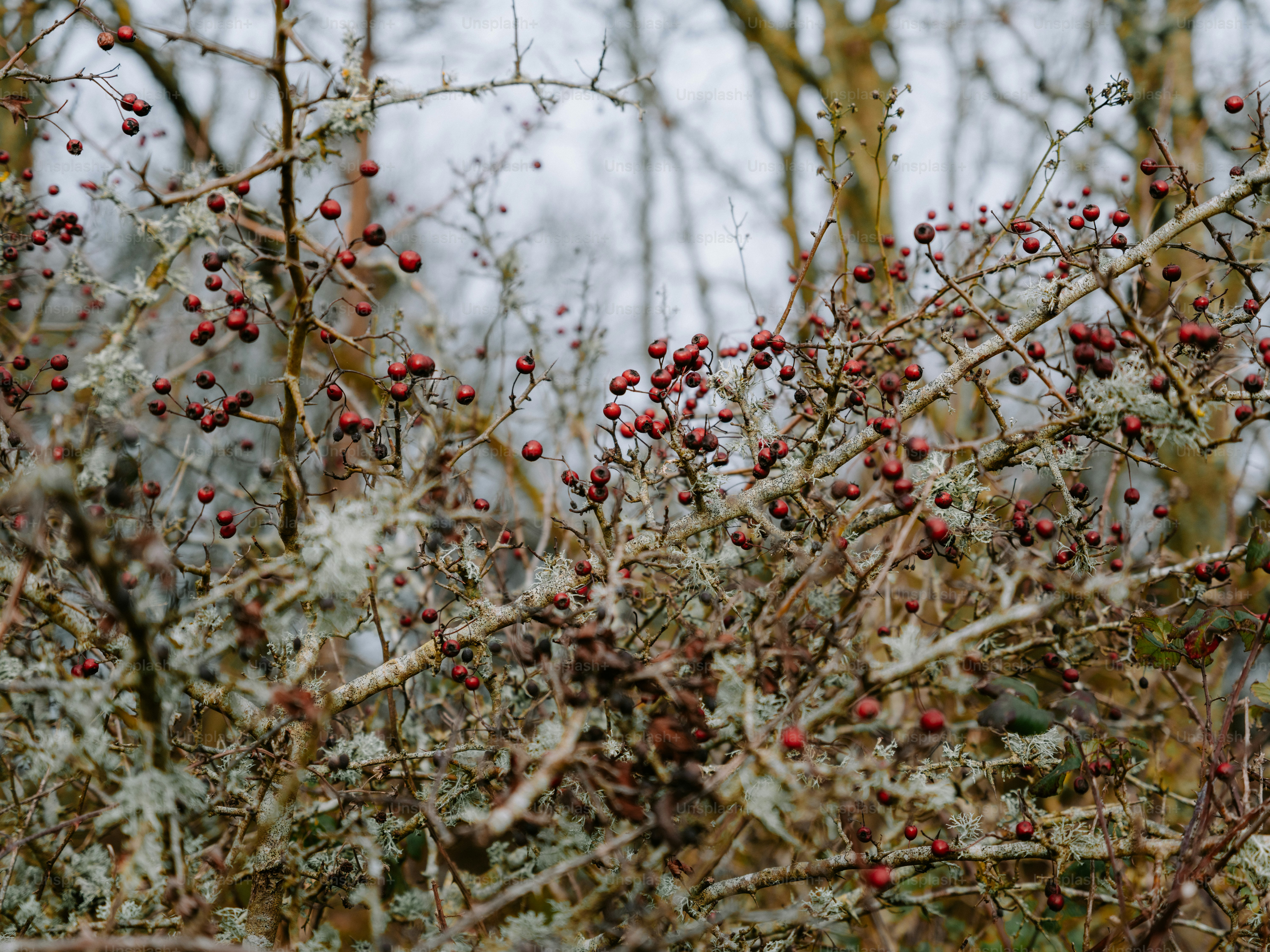 Close-up of a thorny bush with red berries and lichen.