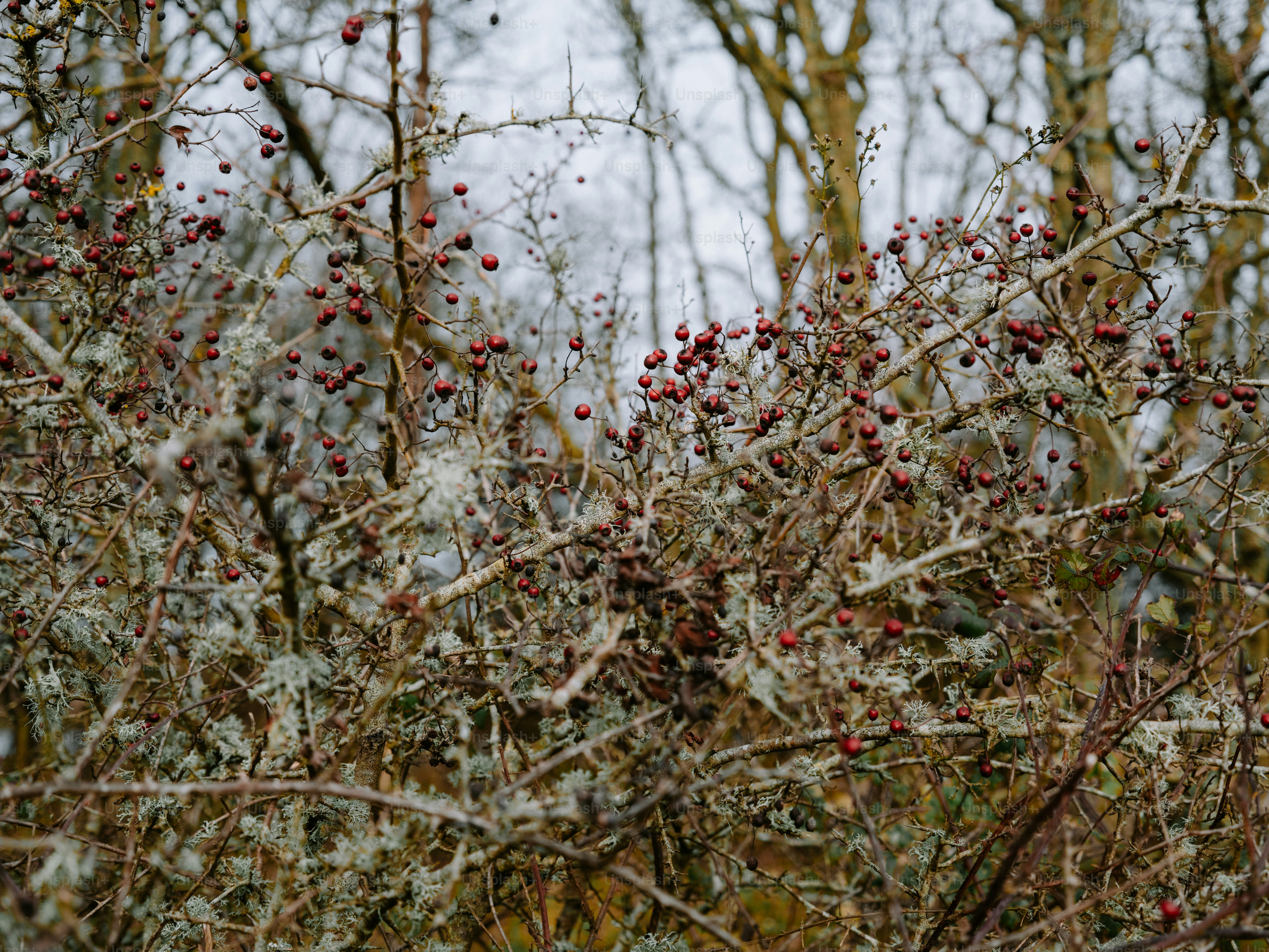 Close up of branches with red berries and lichen.