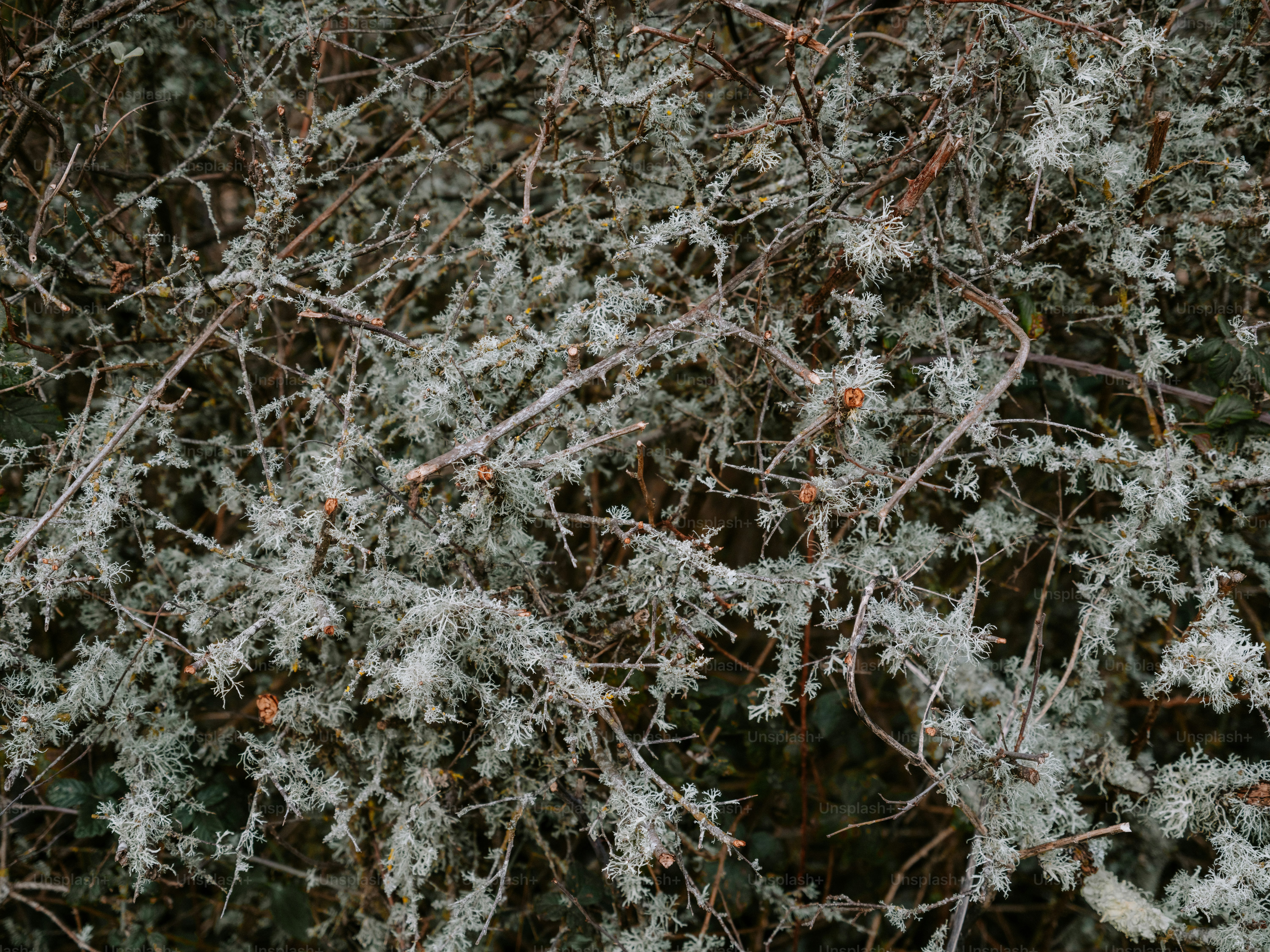 Close-up of branches covered in frost and lichen.