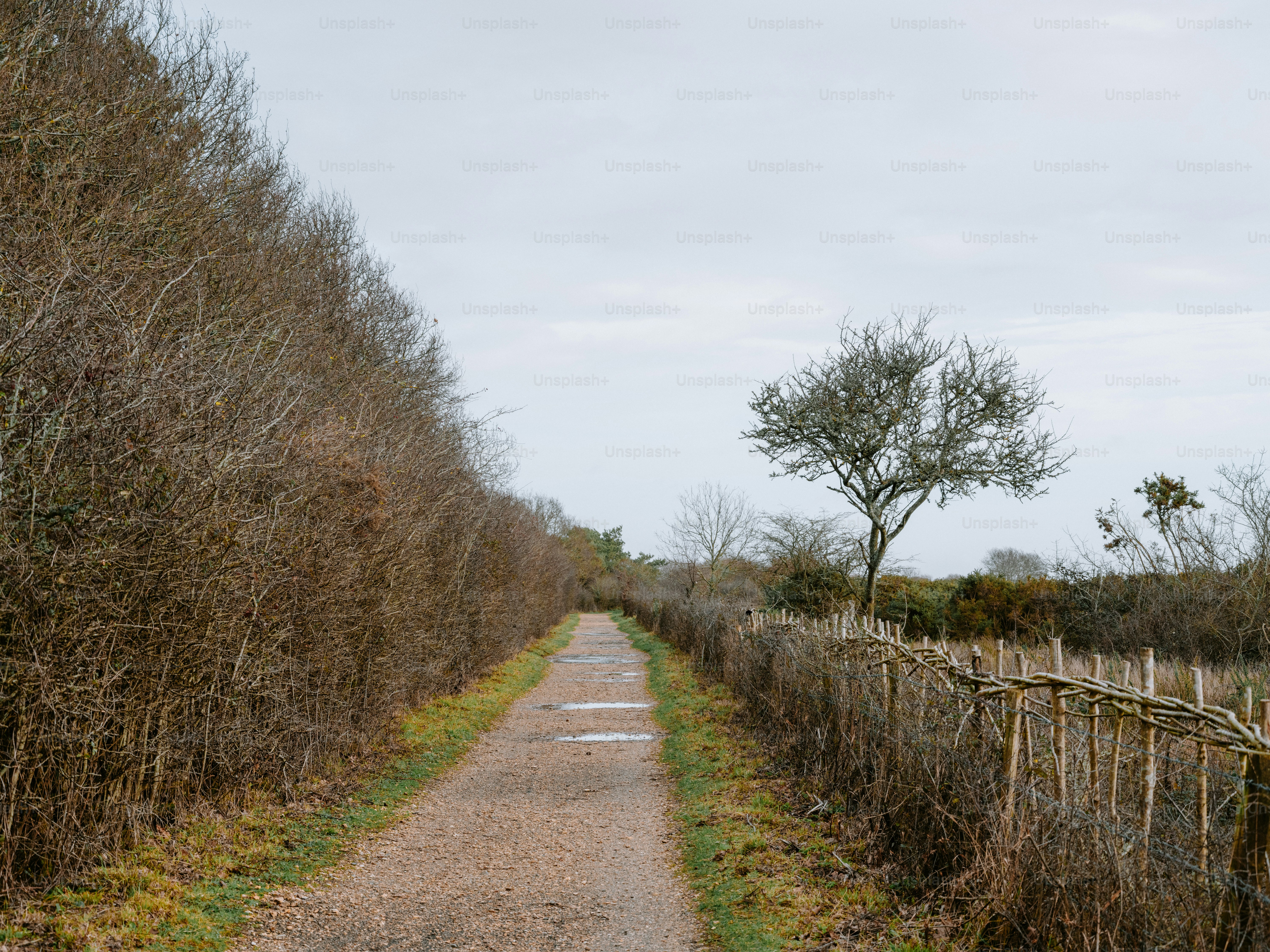 A dirt path lined with trees and a wooden fence