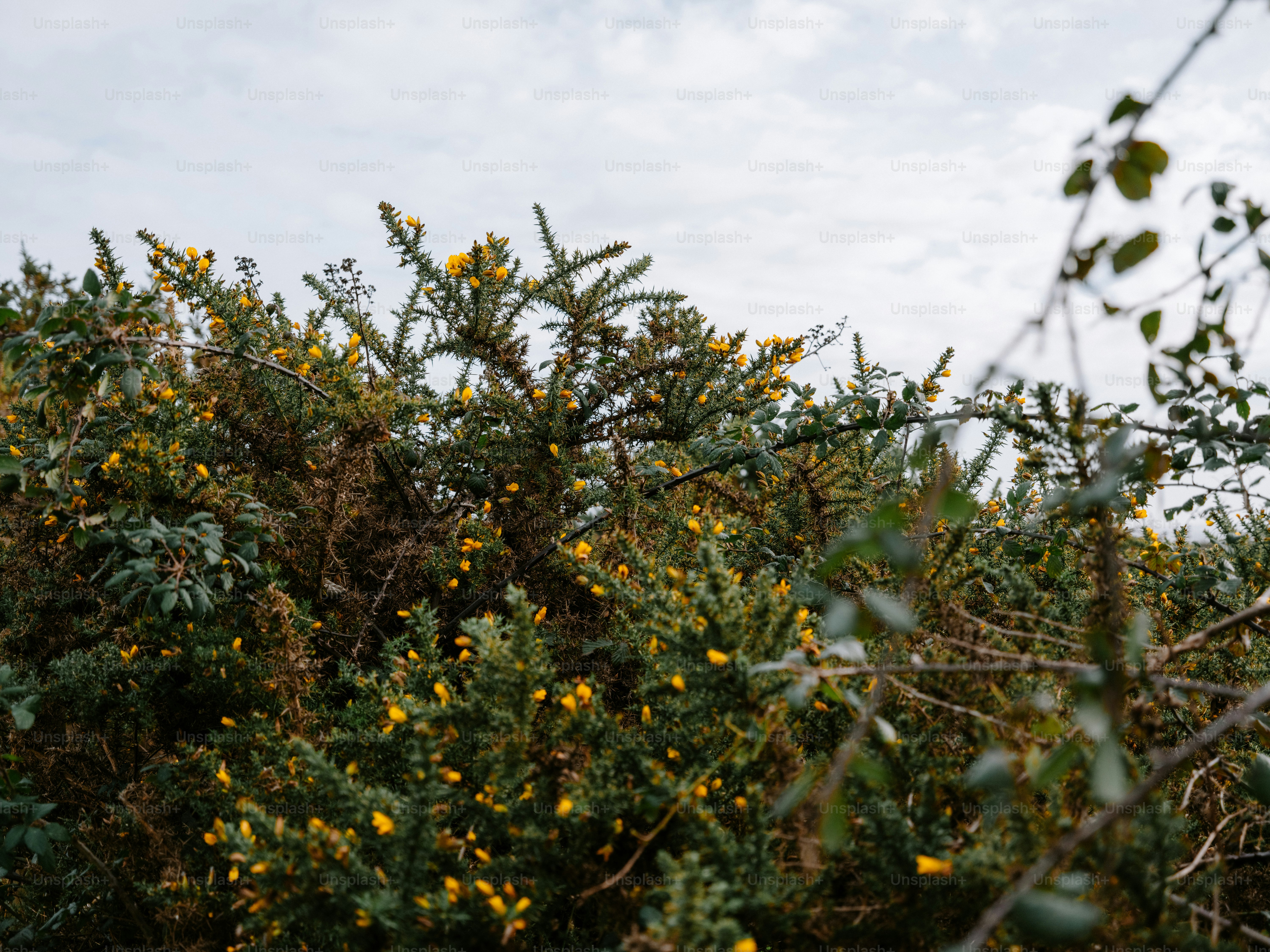 Thorny bushes with small yellow flowers under a cloudy sky