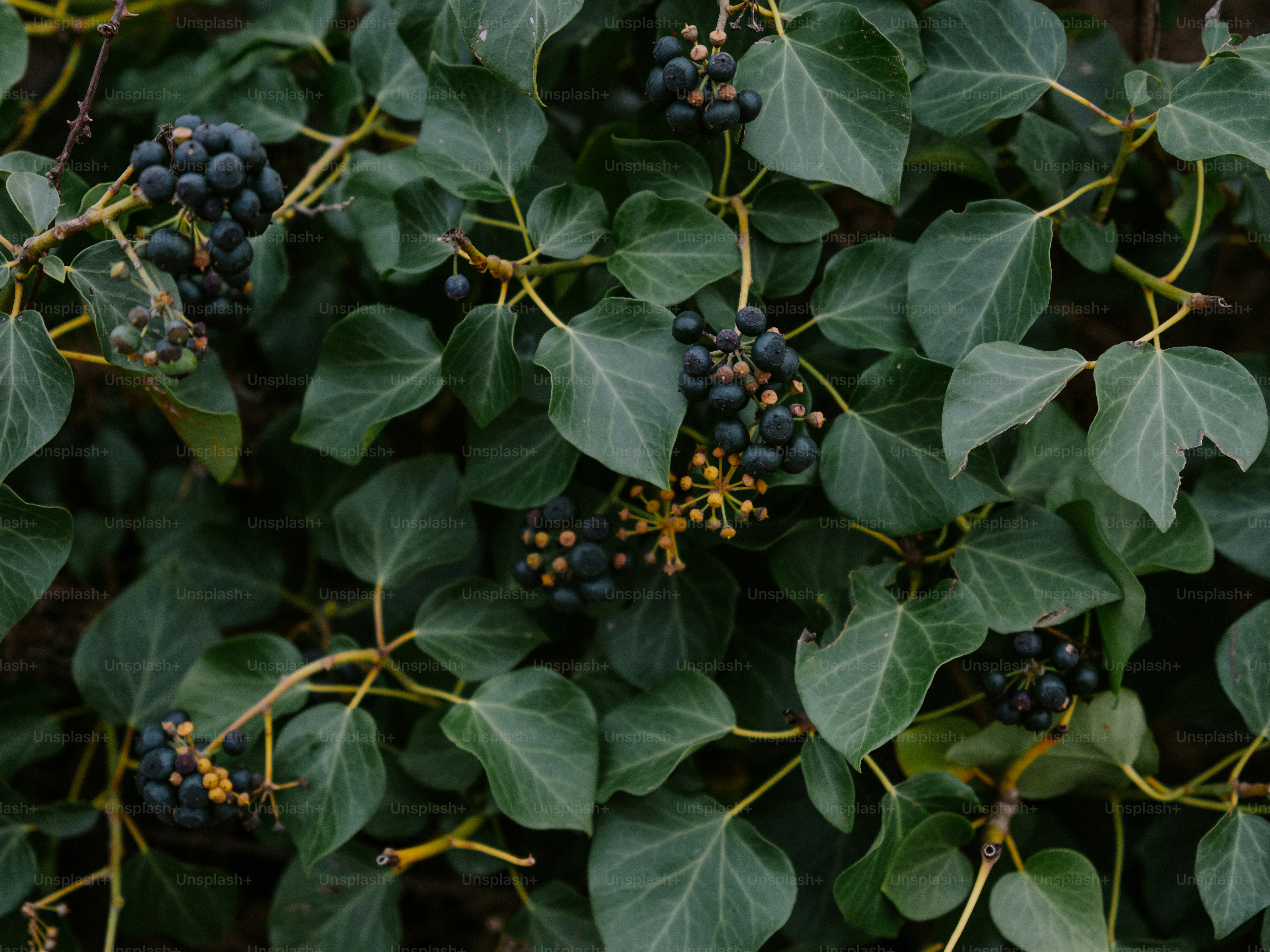 Dark berries on a lush green ivy plant.