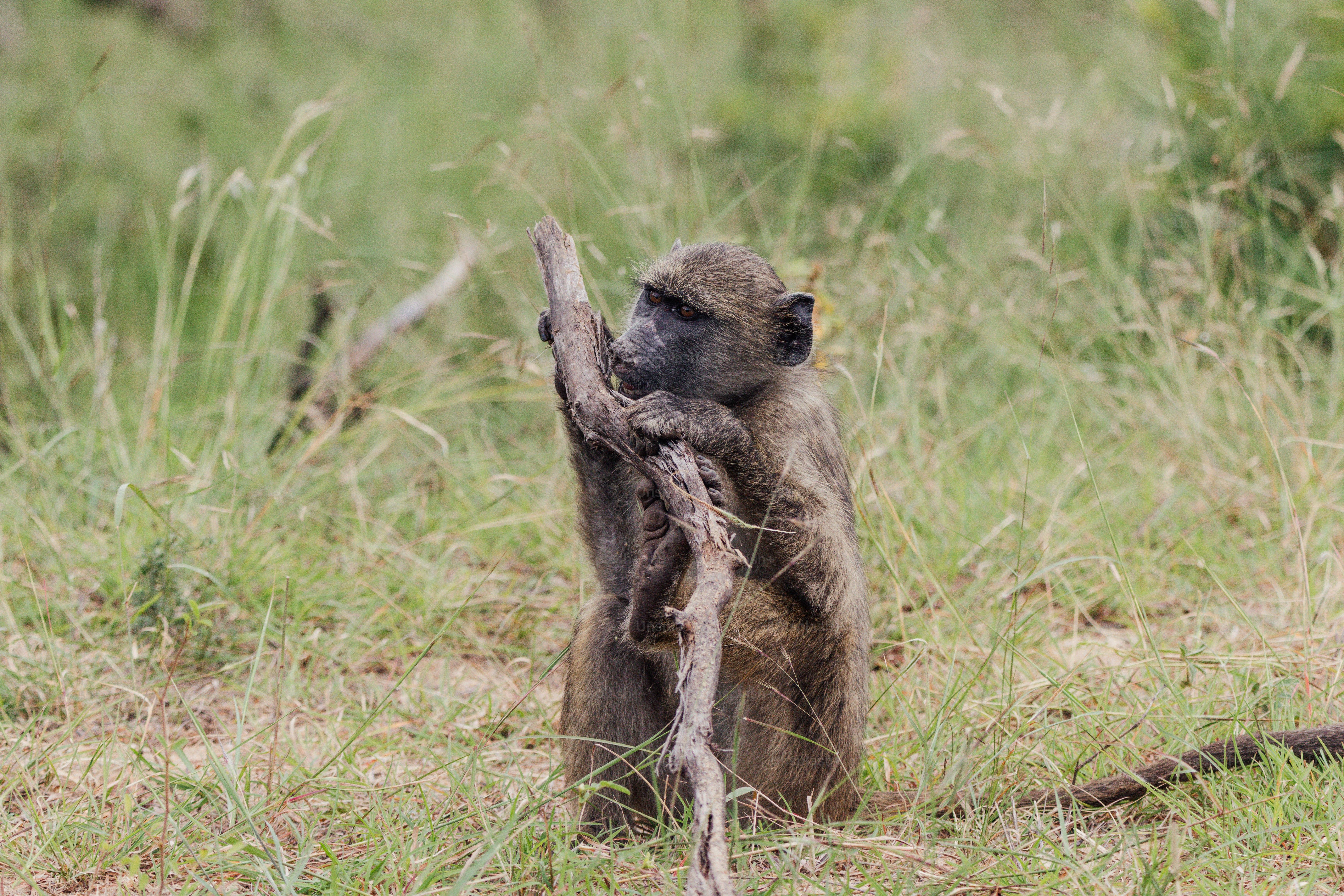 Un babbuino siede nell'erba secca tenendo un ramo.