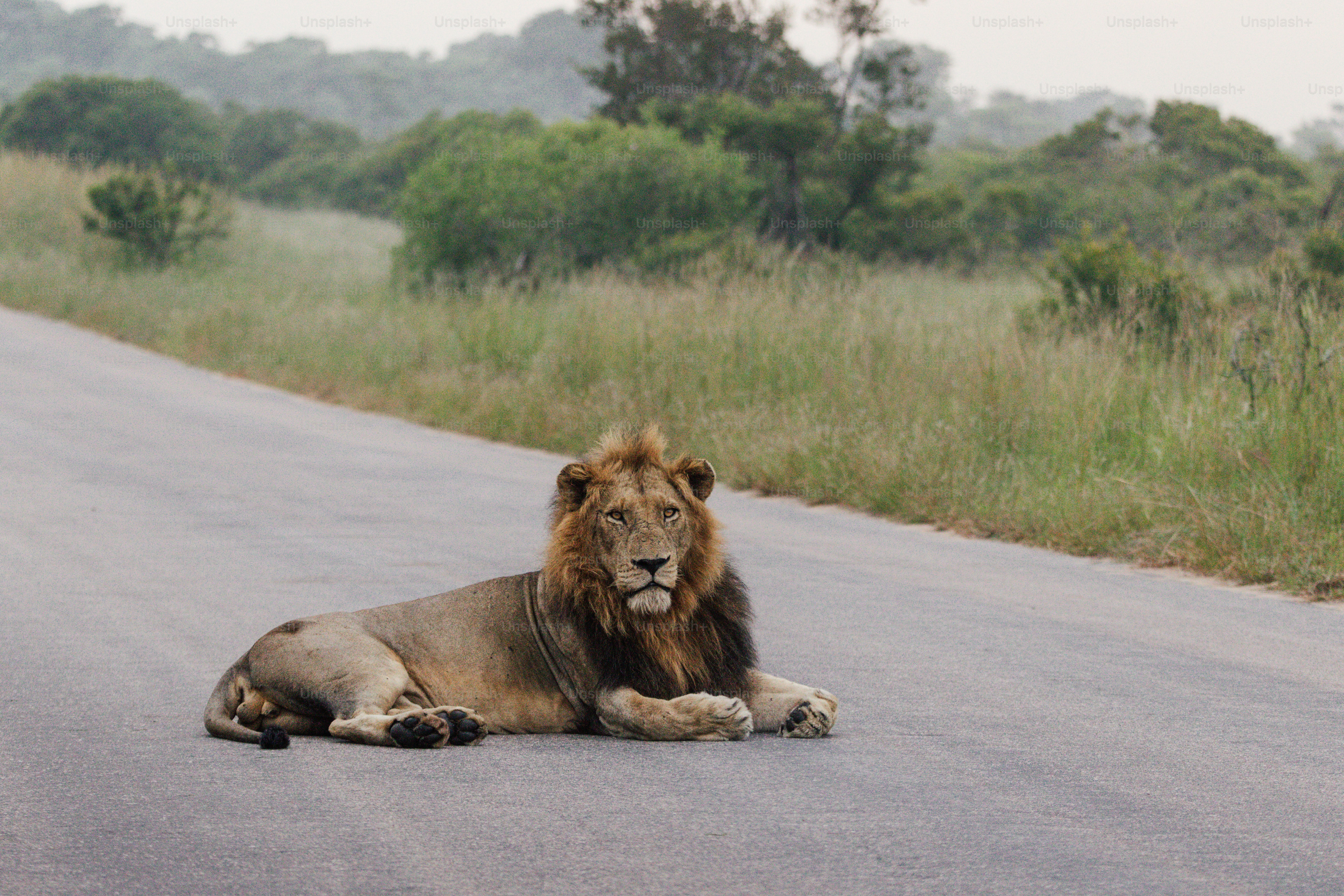 Un leone maschio riposa su una strada asfaltata.