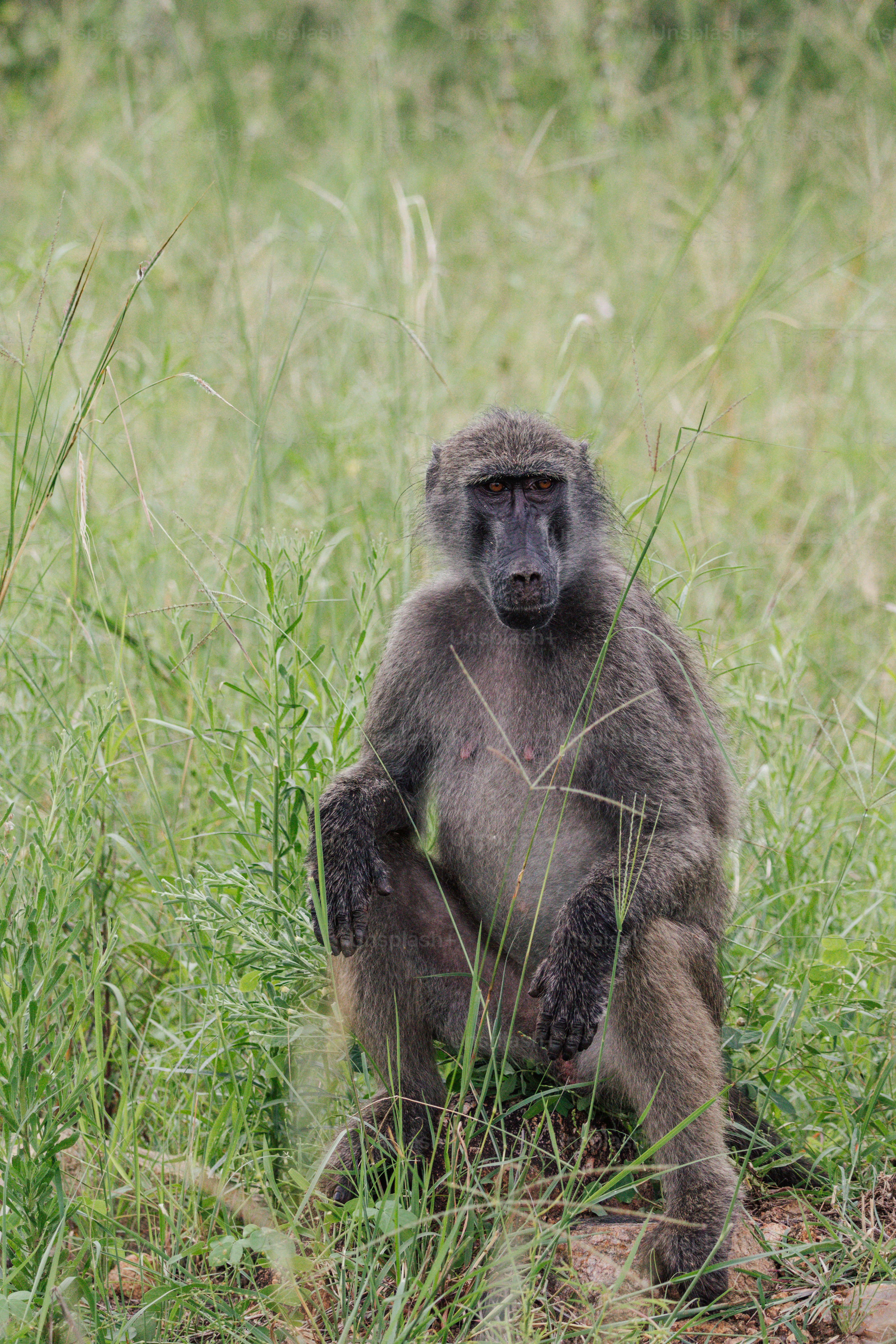 Un babbuino siede nell'erba verde alta