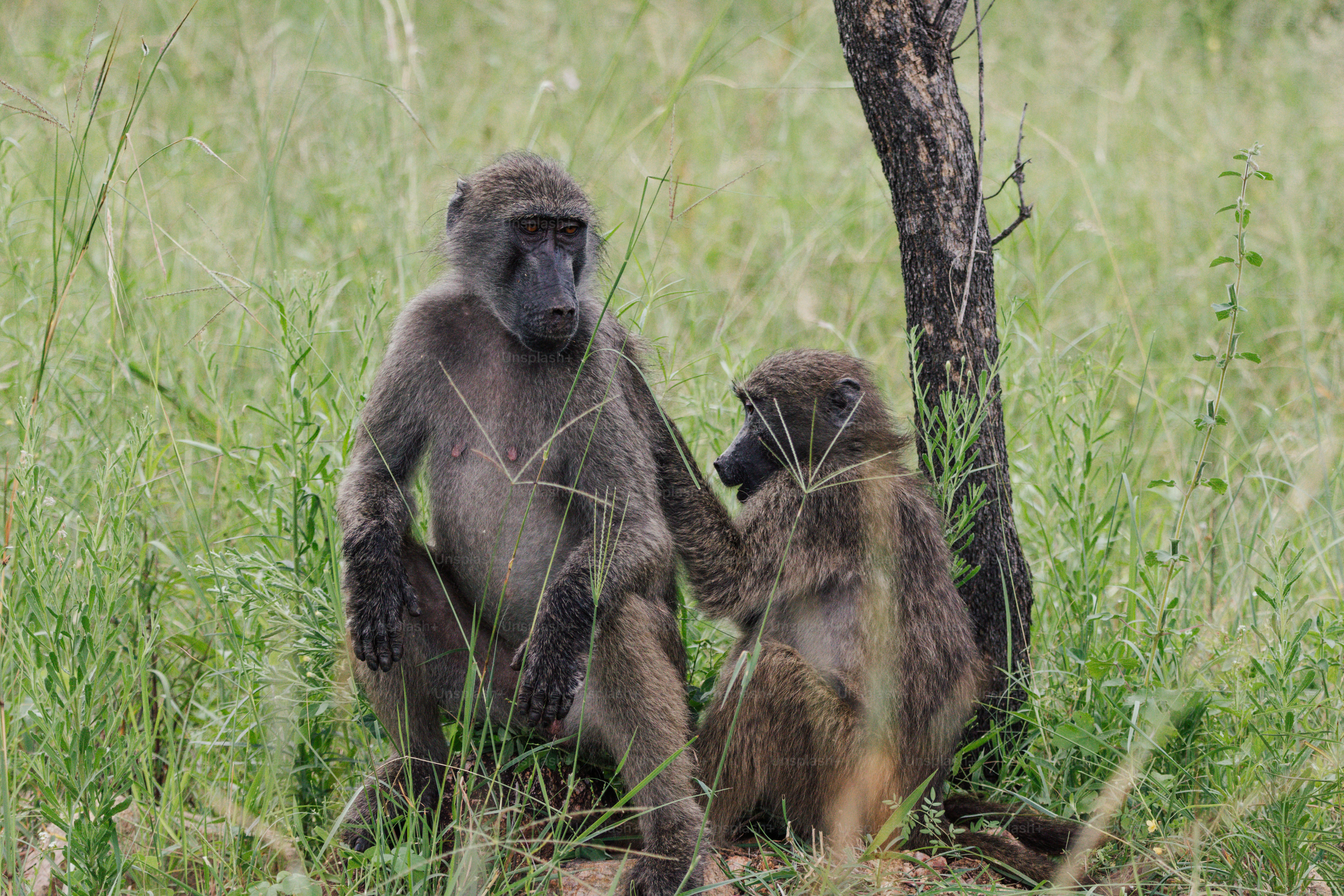 Due babbuini seduti nell'erba alta vicino a un albero.