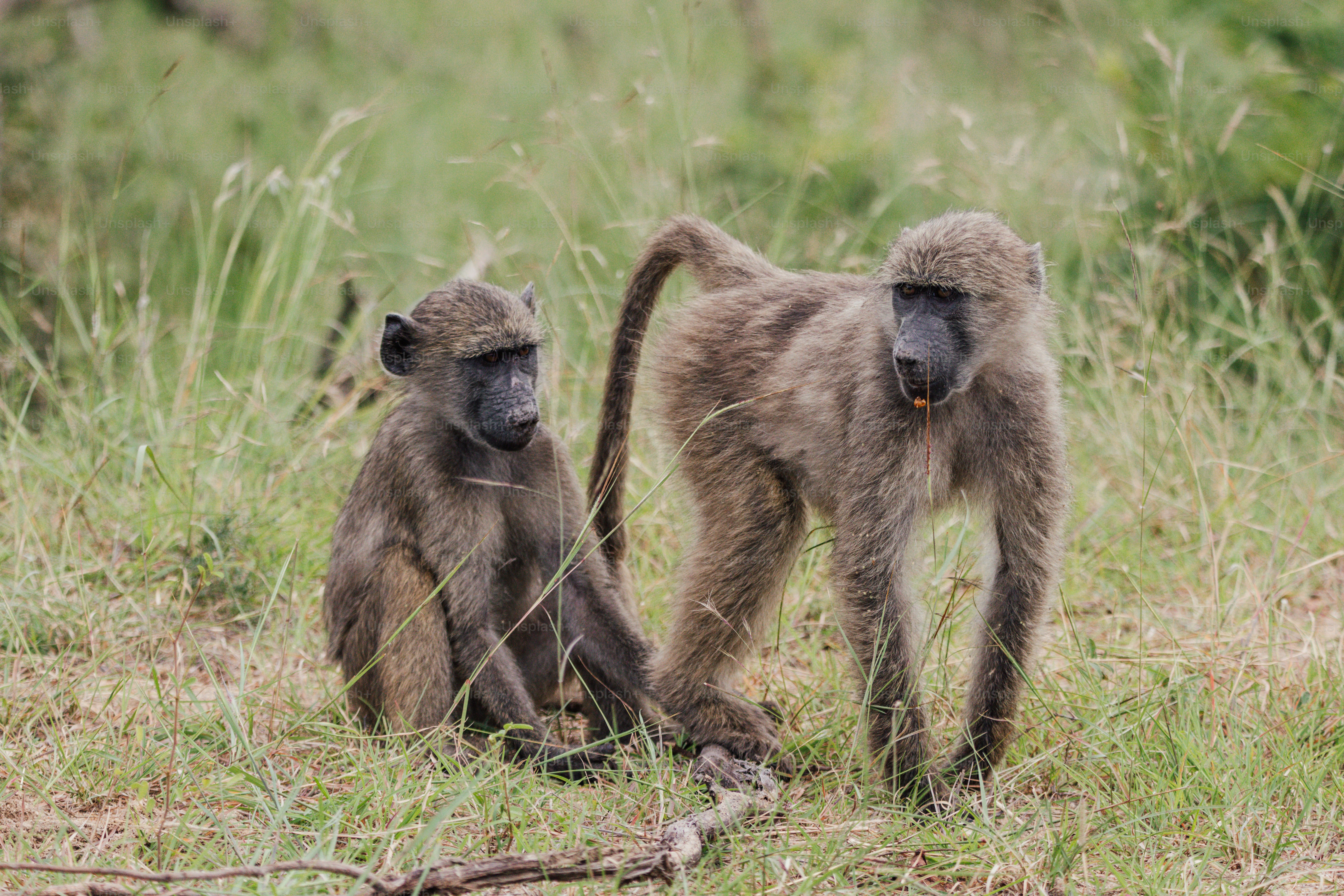 Due babbuini seduti e in piedi in un campo erboso