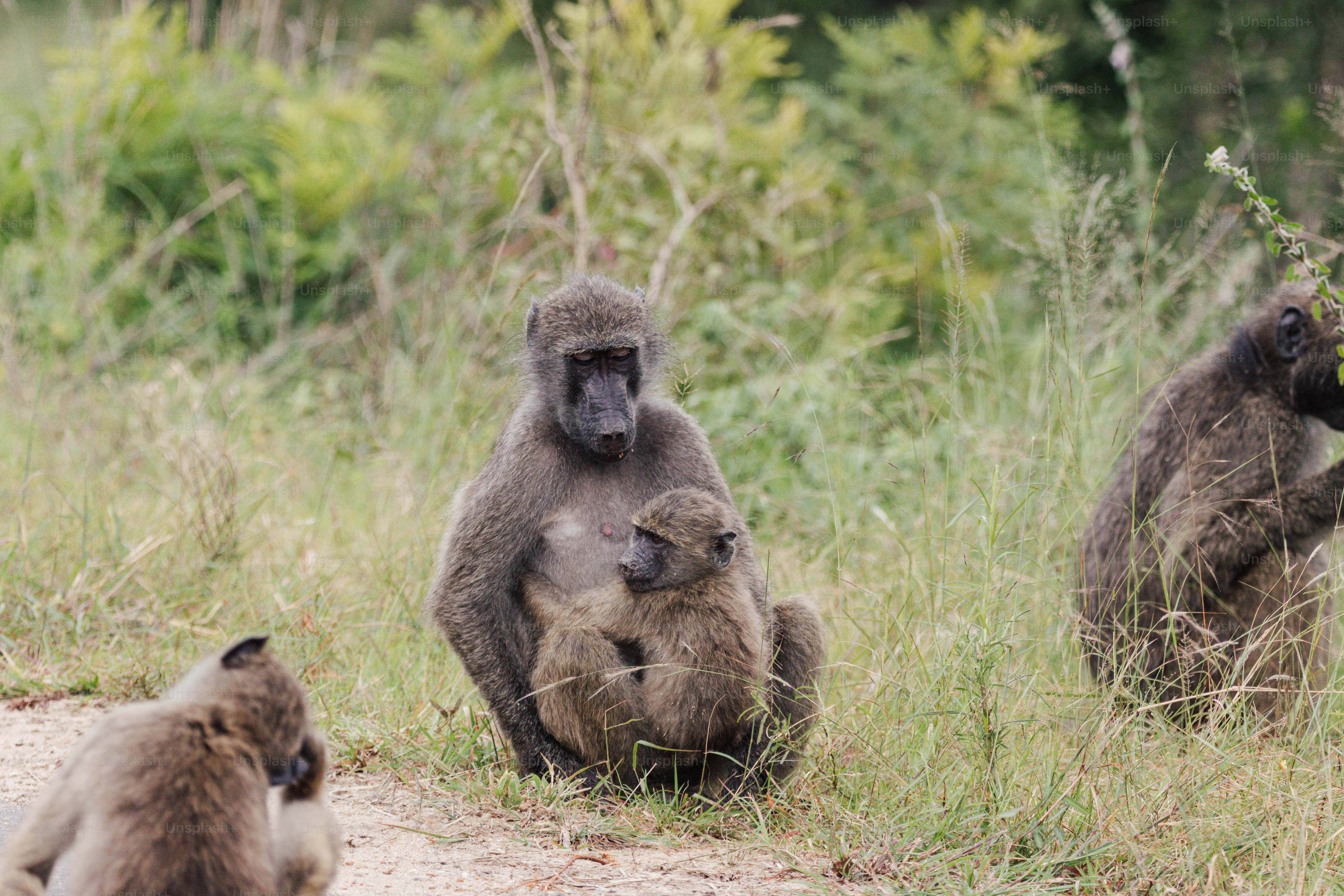 Una famiglia di babbuini seduta in un campo erboso.