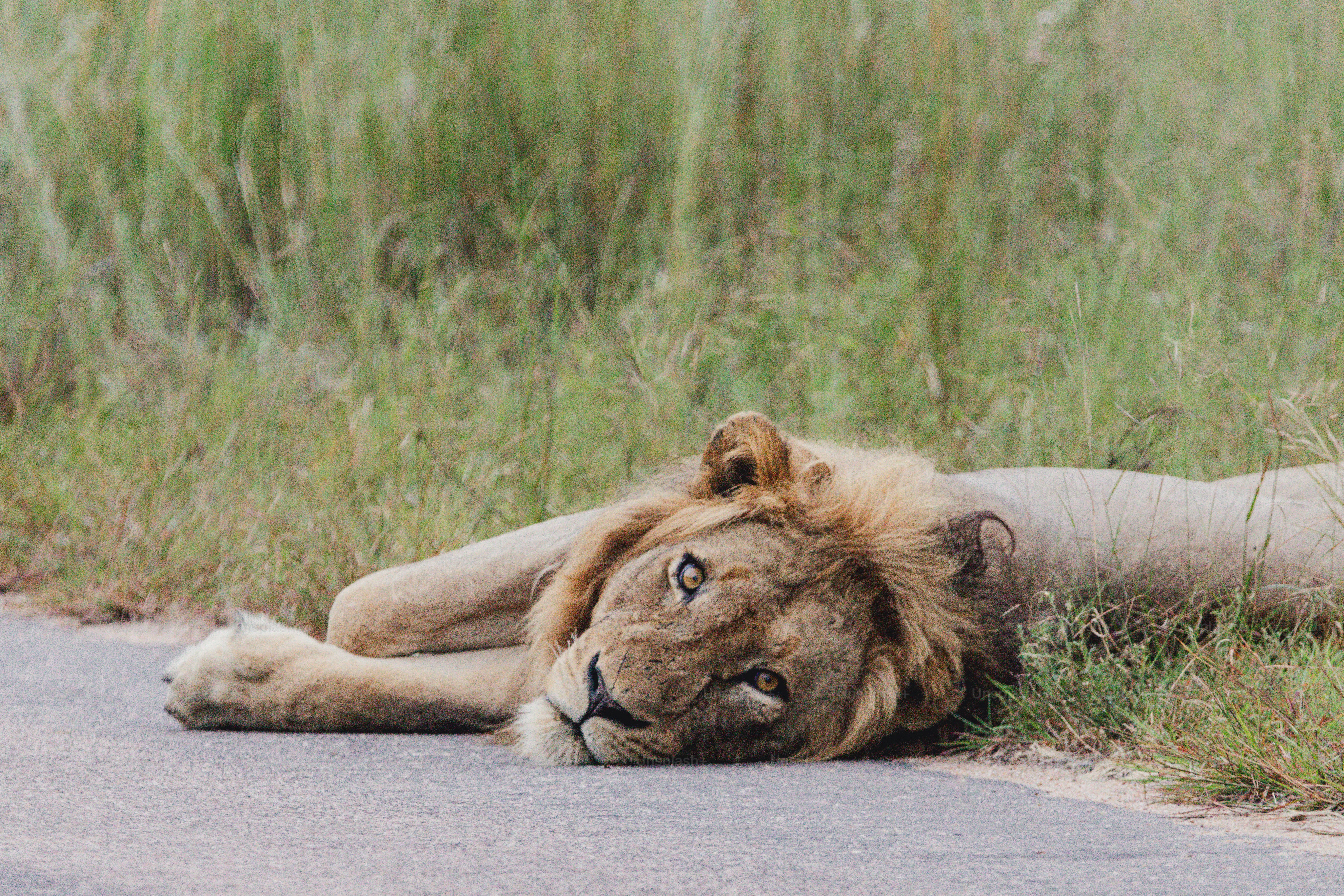 Un leone riposa su un sentiero lastricato vicino all'erba alta