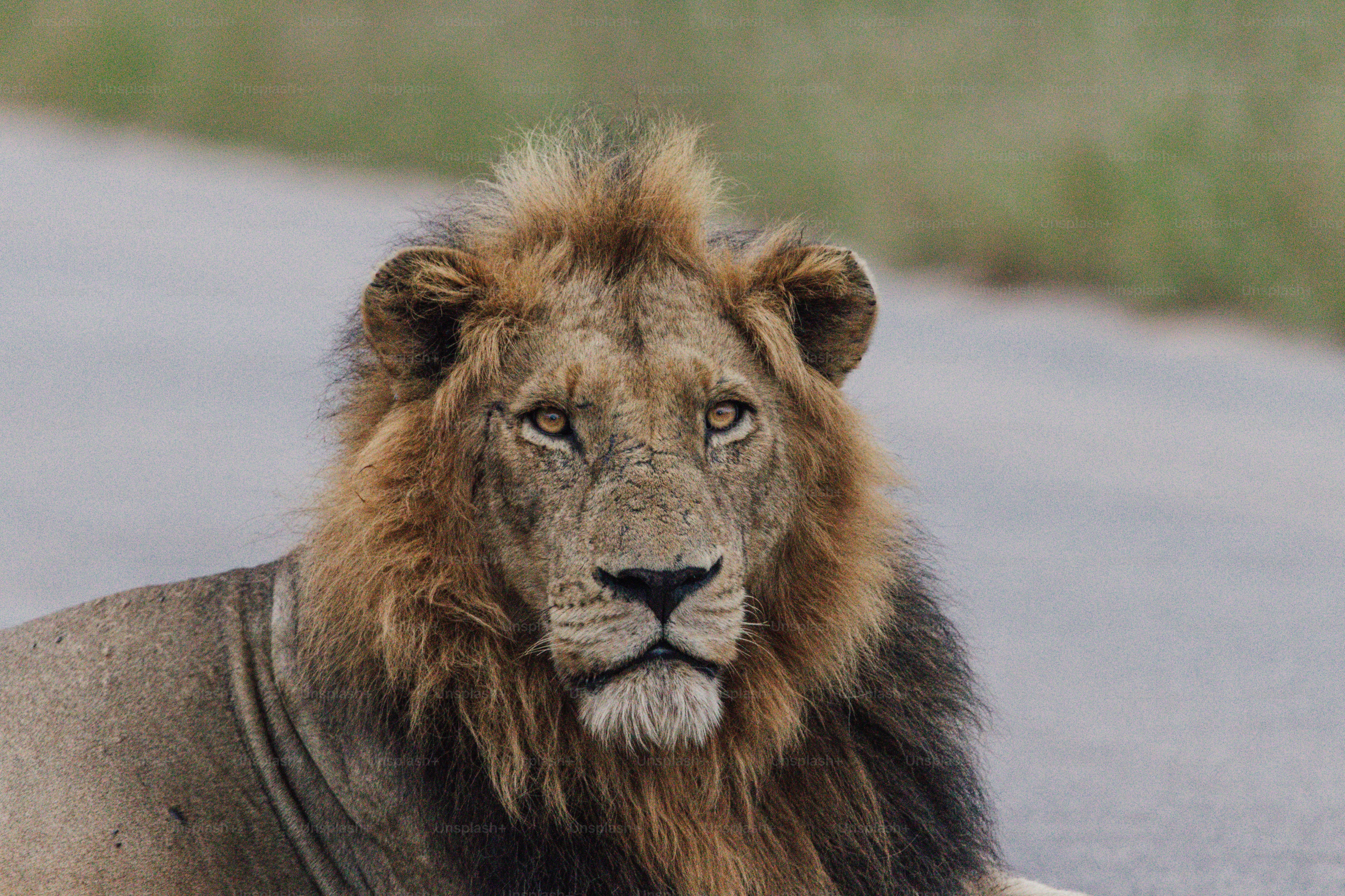 Un maestoso leone maschio con la criniera piena riposa.