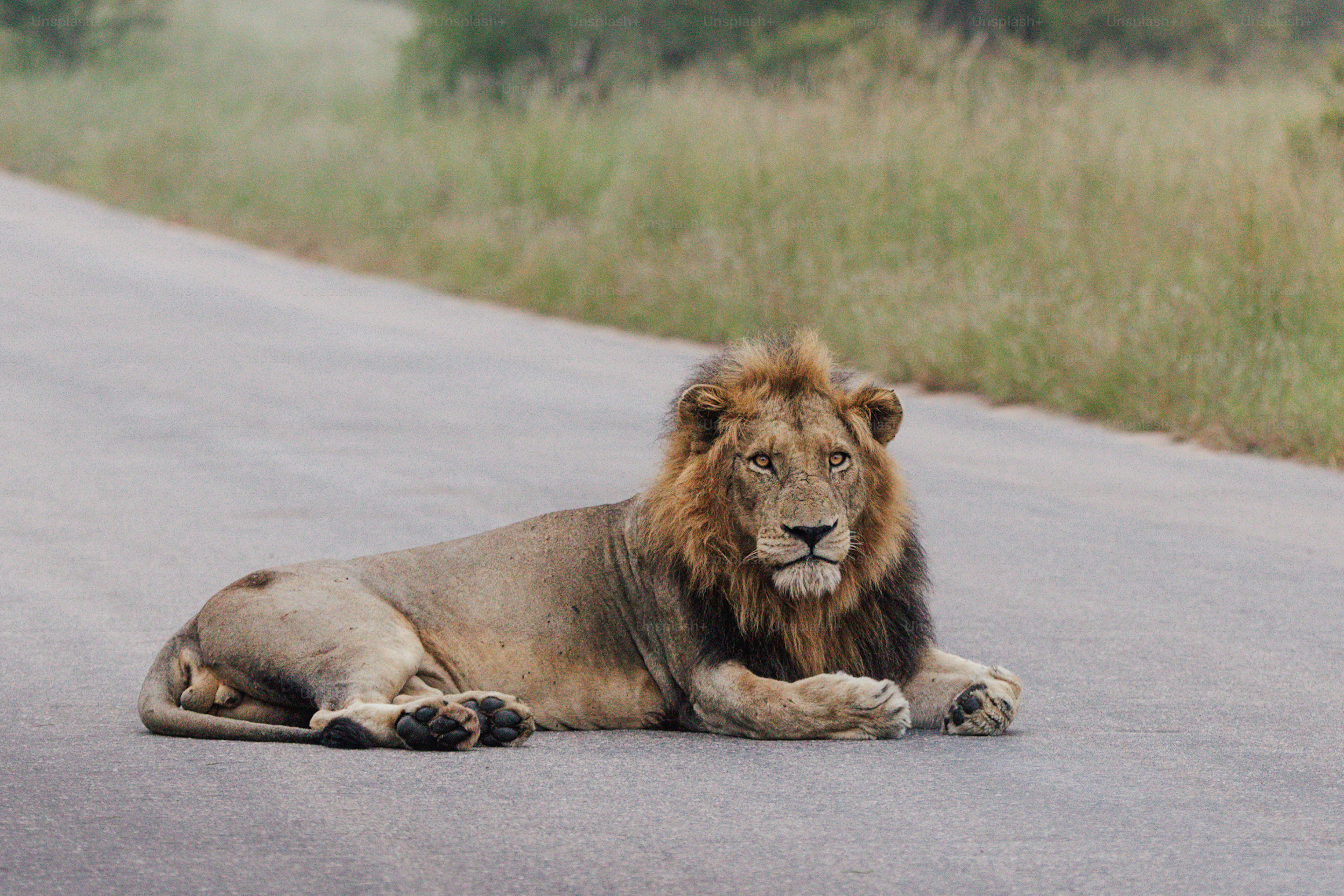 Un leone maschio riposa su una strada asfaltata.