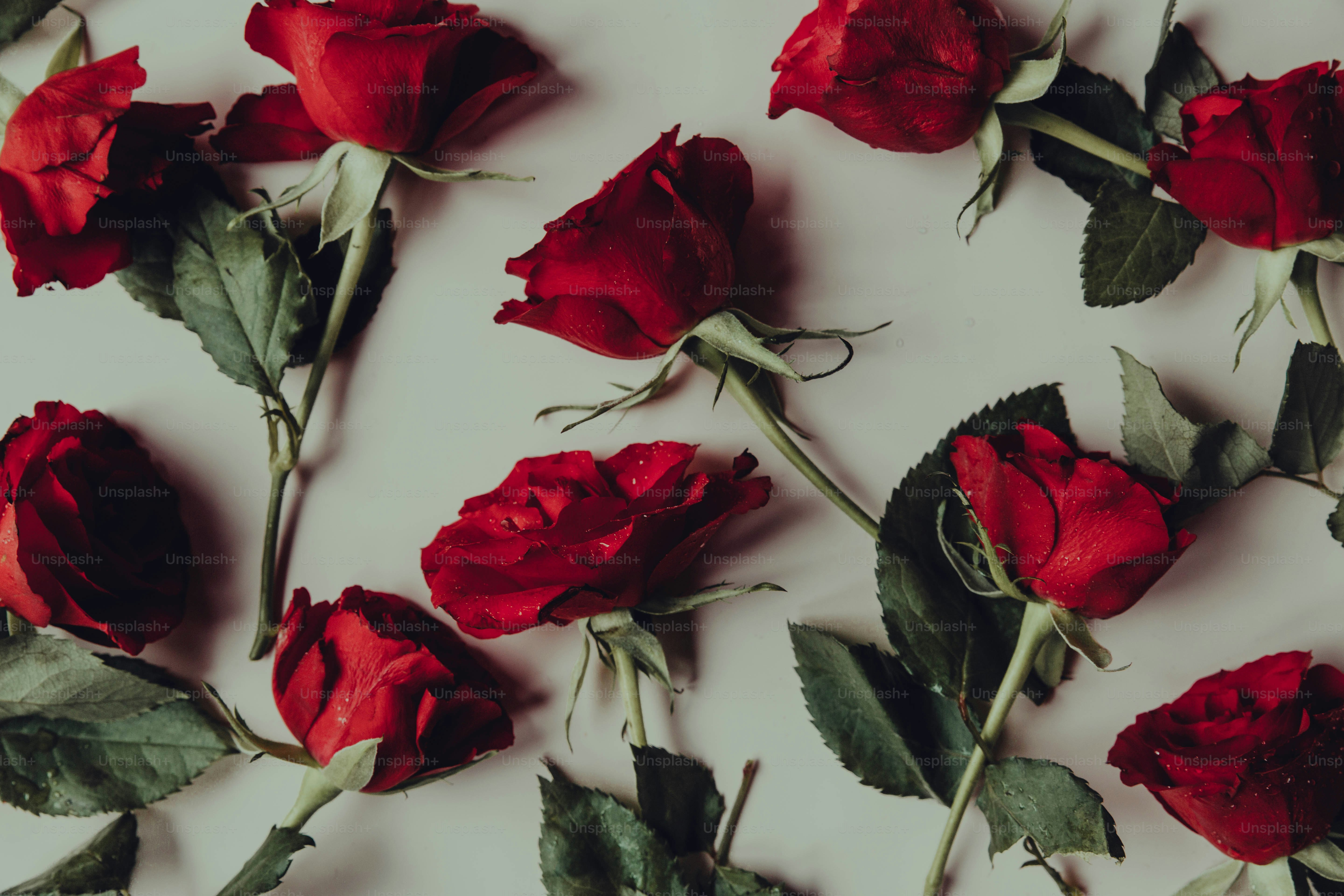 A collection of red roses scattered on a light background. photo ...