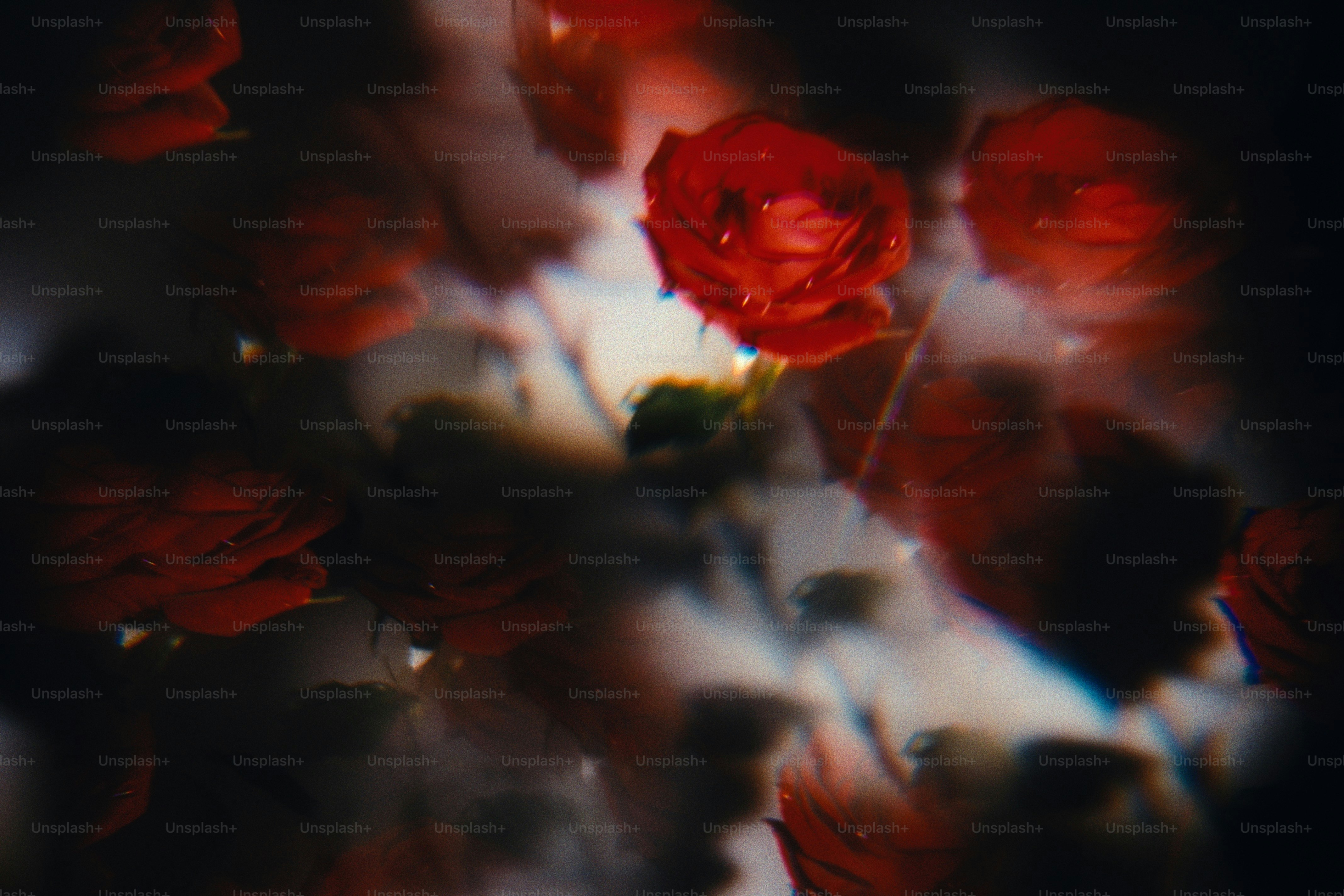 Close-up of red roses with blurred background