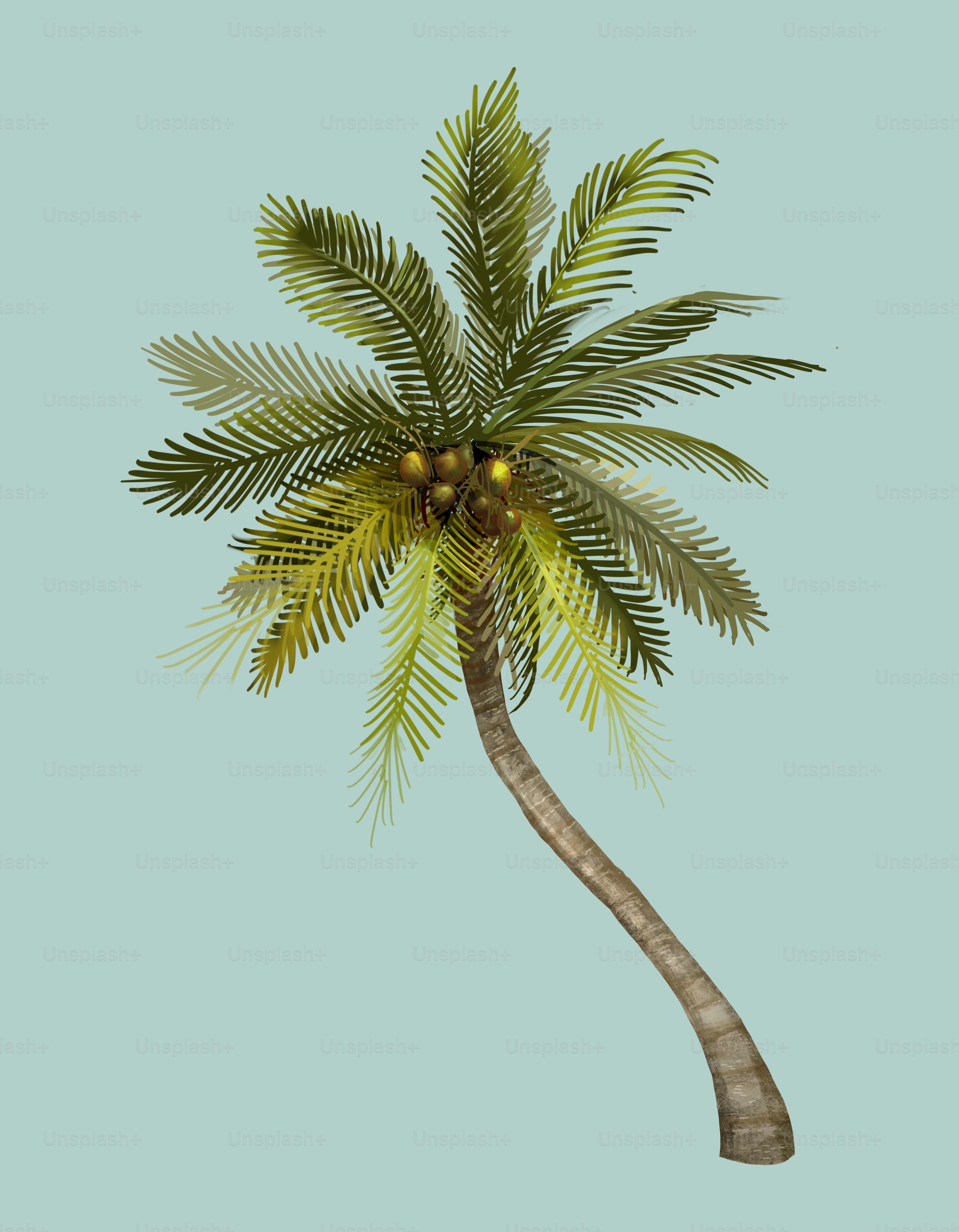 Tropical coconut palm tree illustration