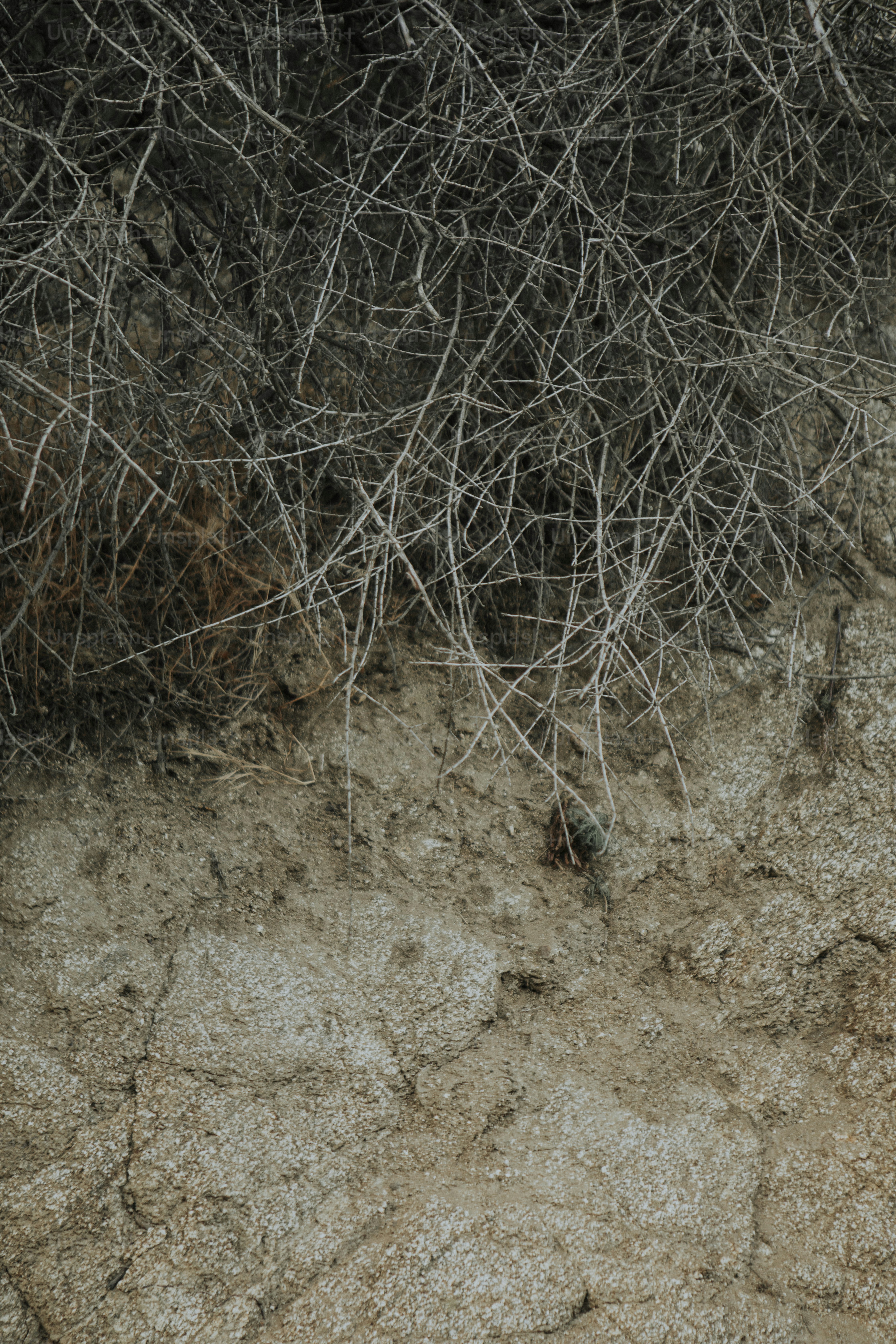 Close up of a dried bush