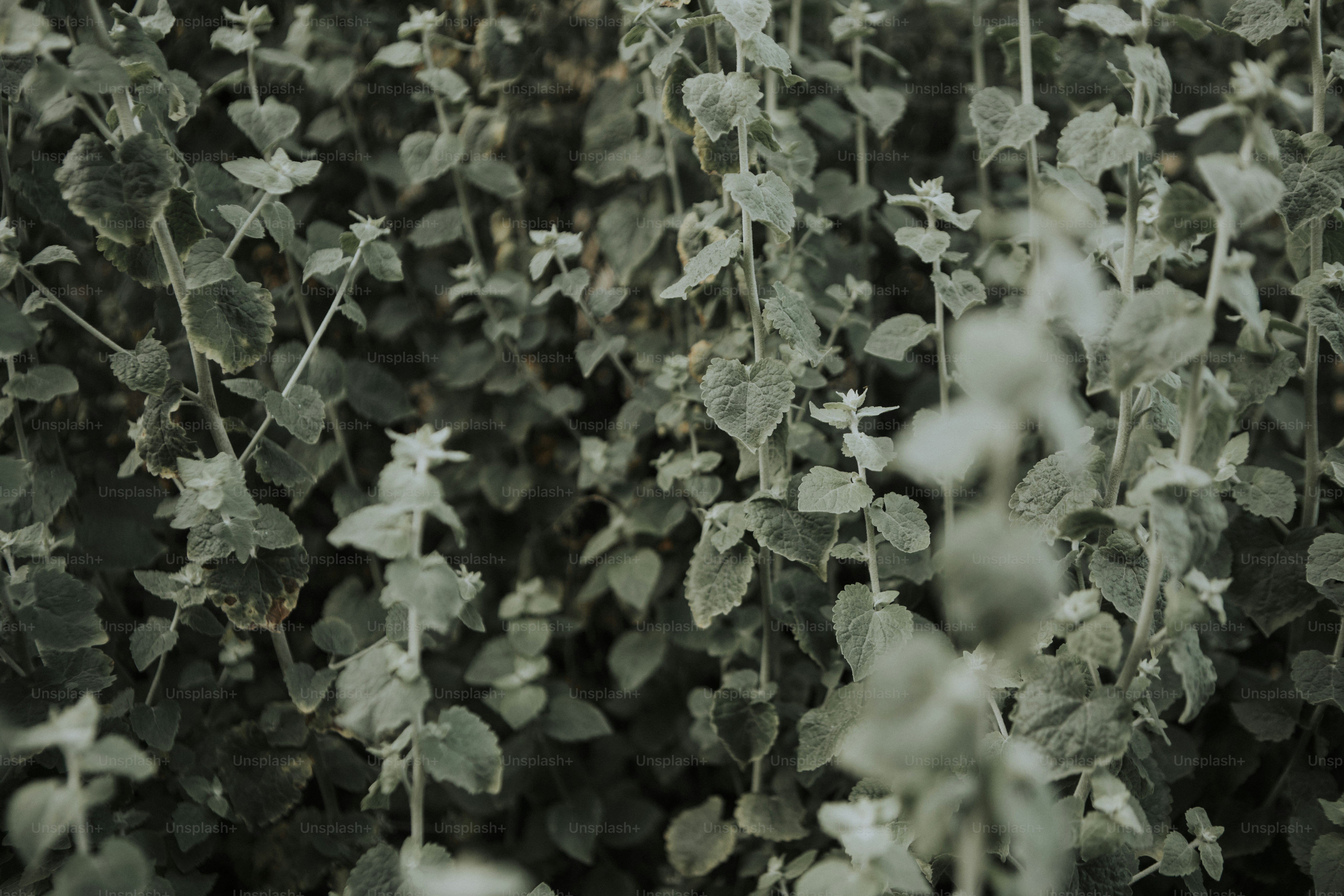 Close up of leafy wildflowers photo – Plant Image on Unsplash
