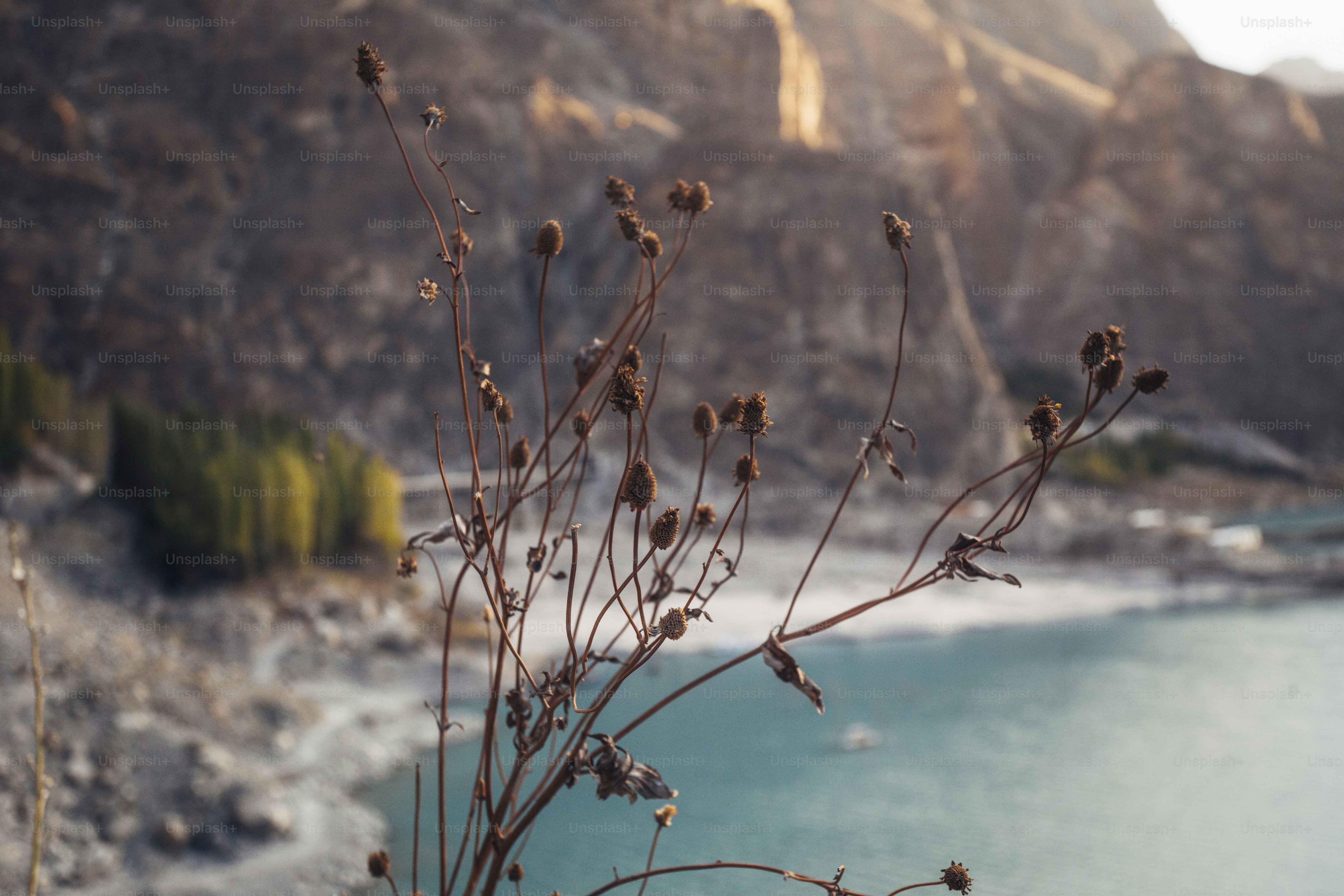Ausgetrocknete Pflanze im Herbst