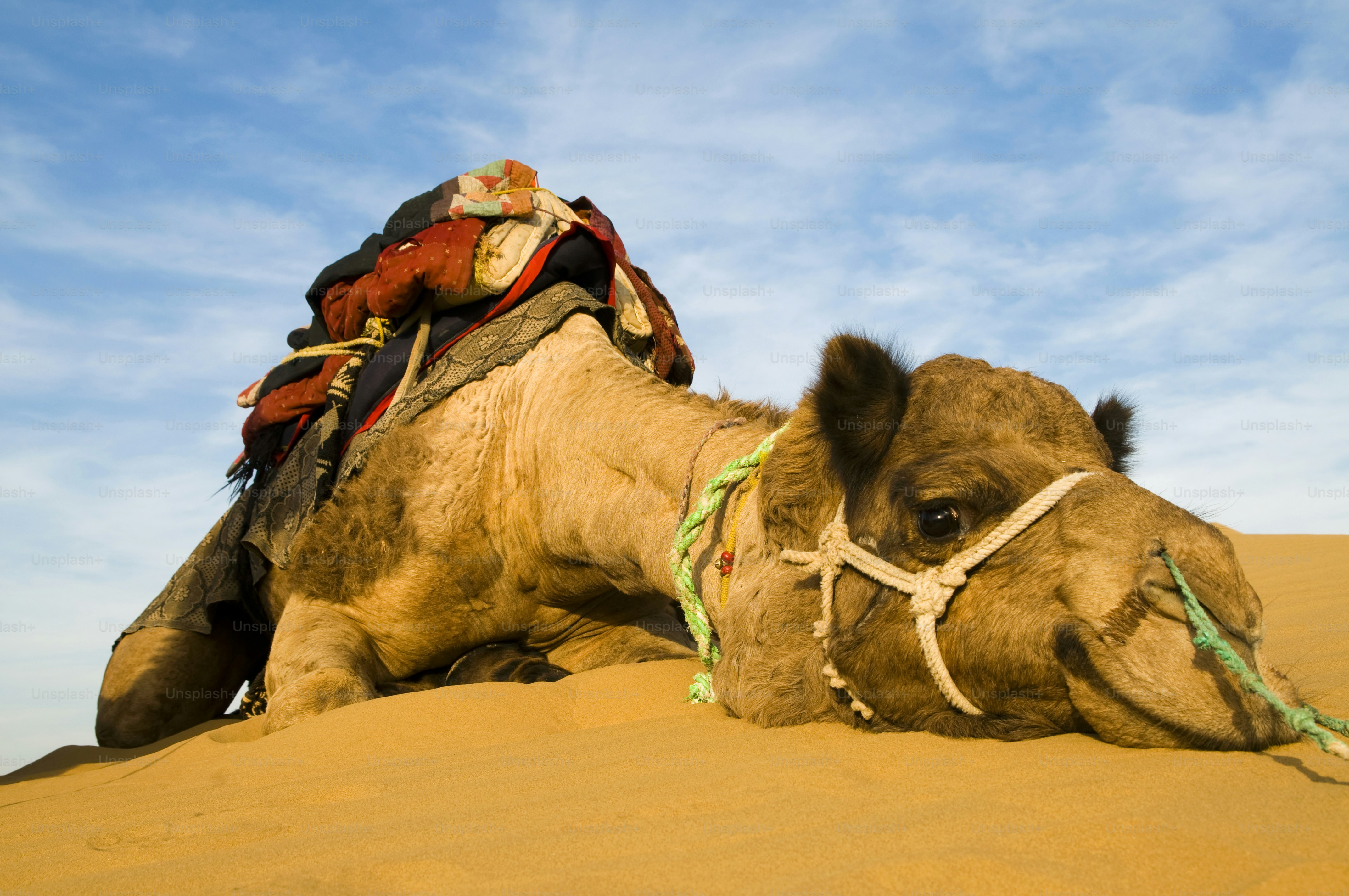 Camel resting on sand dune under blue sky