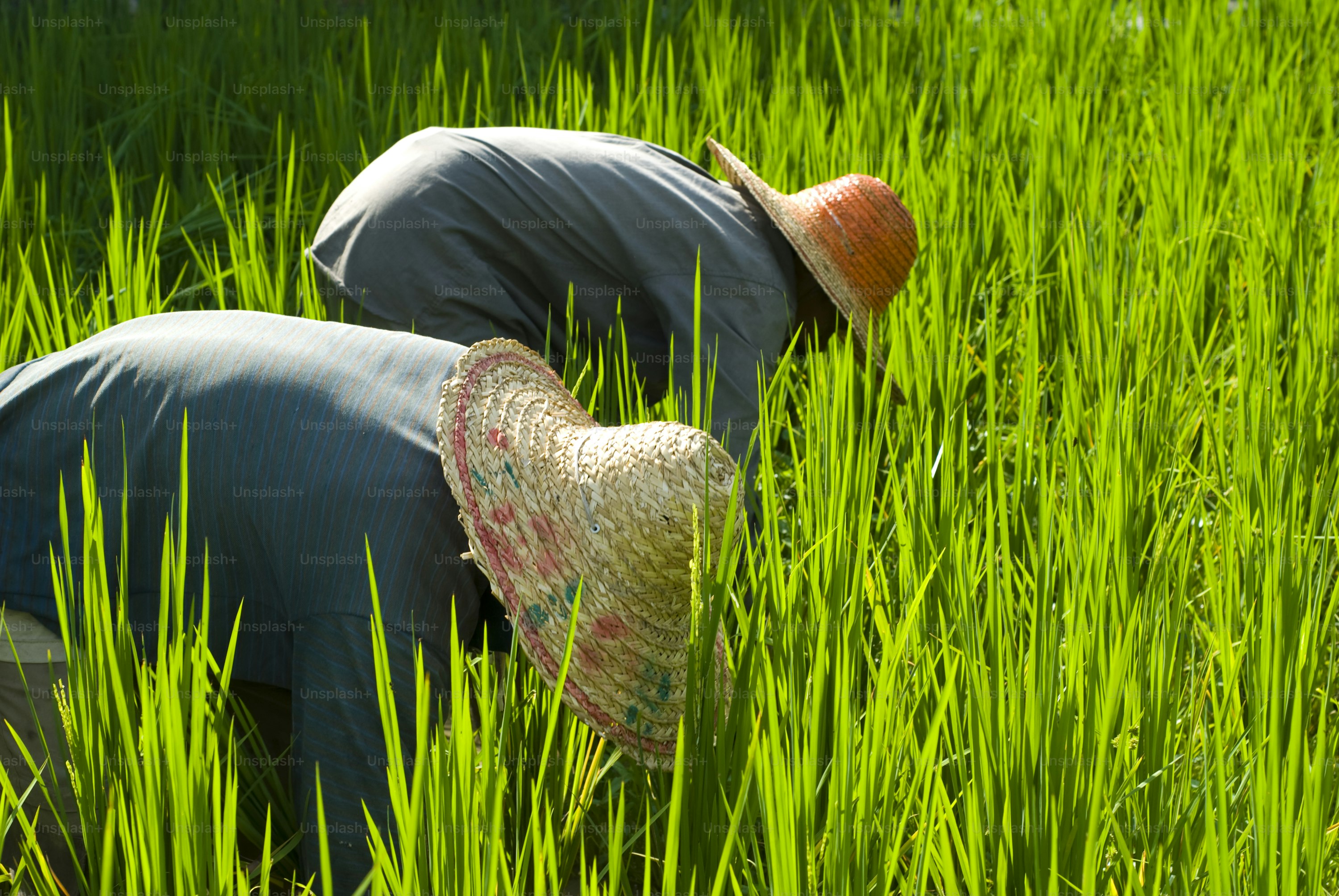Dois fazendeiros trabalhando em um campo de arroz verde e exuberante