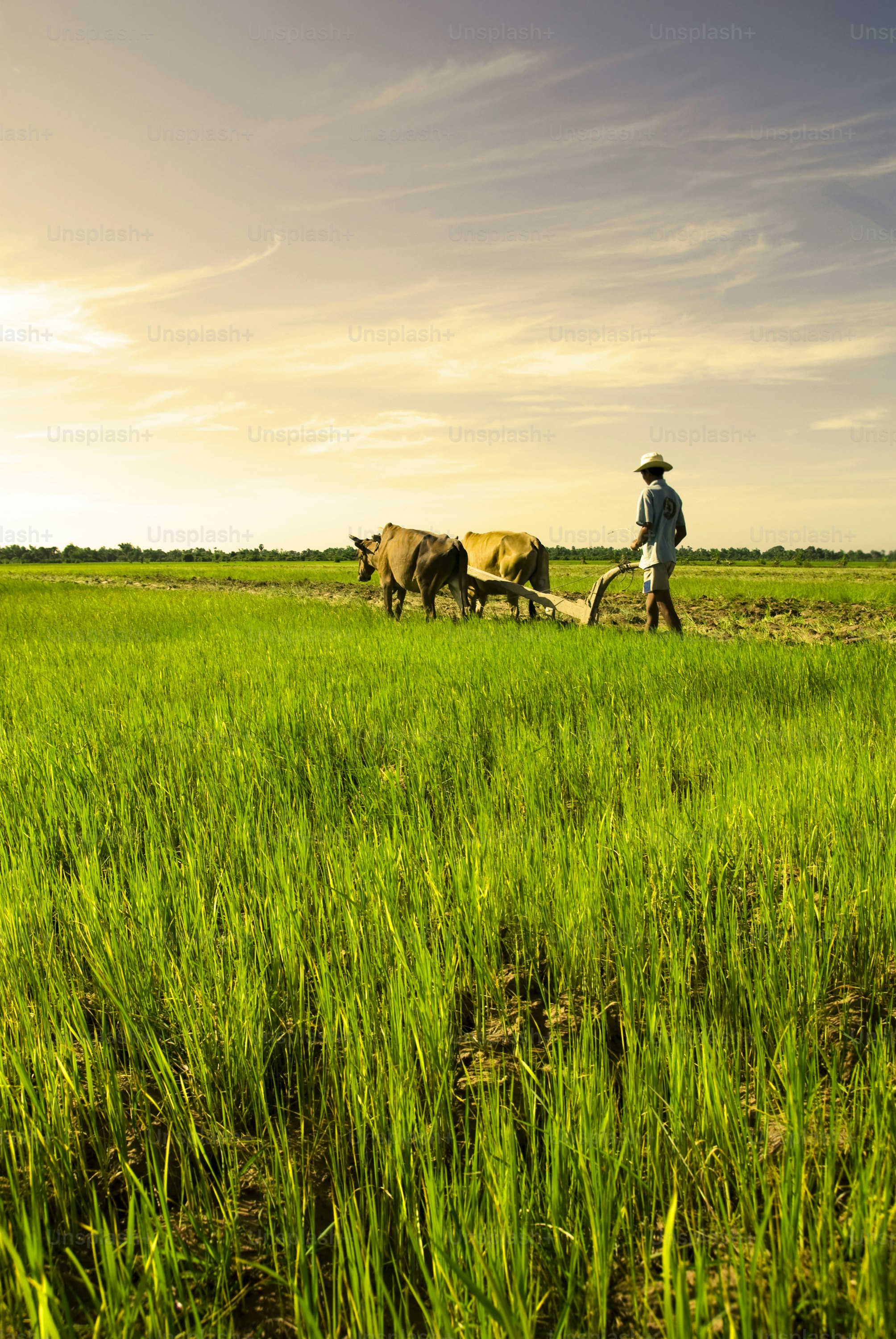 Farmer plows field with oxen under a bright sky.