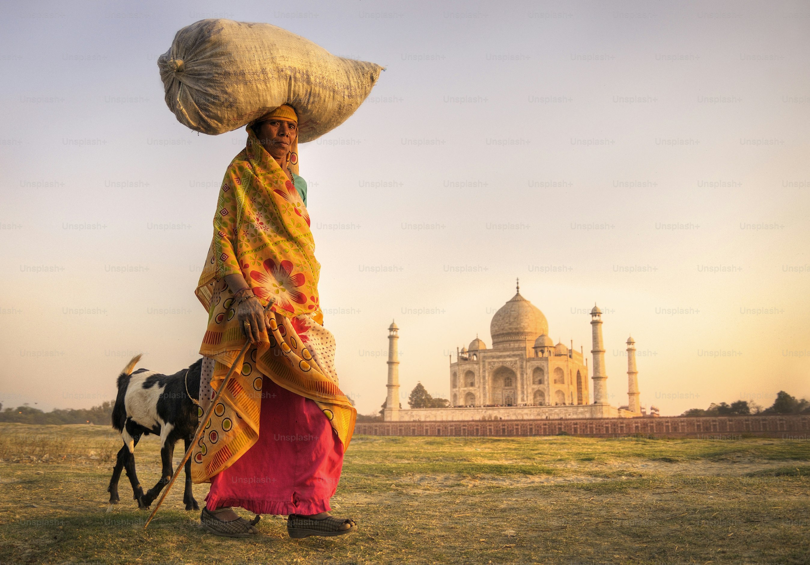 Une dame indienne entendant des chèvres près du taj mahal.