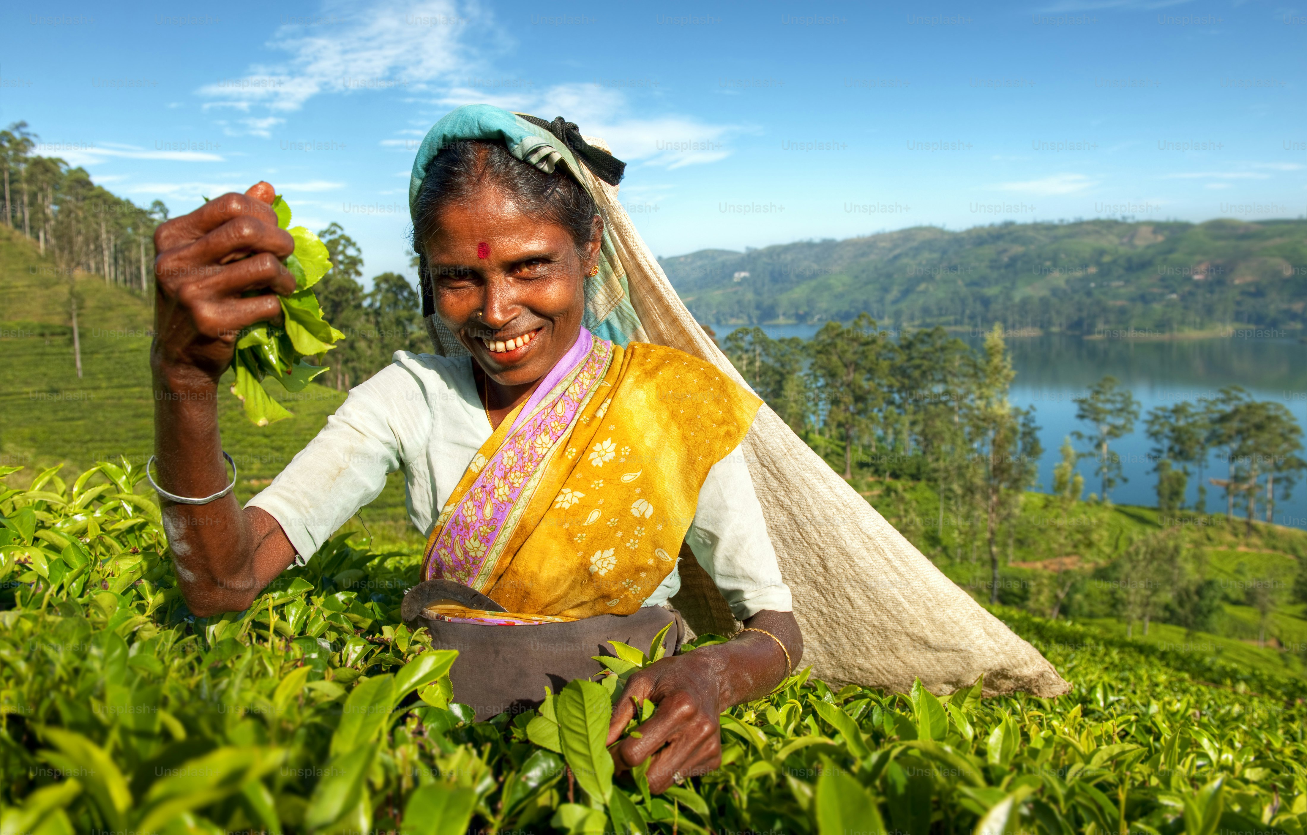 Woman harvesting tea leaves in a lush green plantation