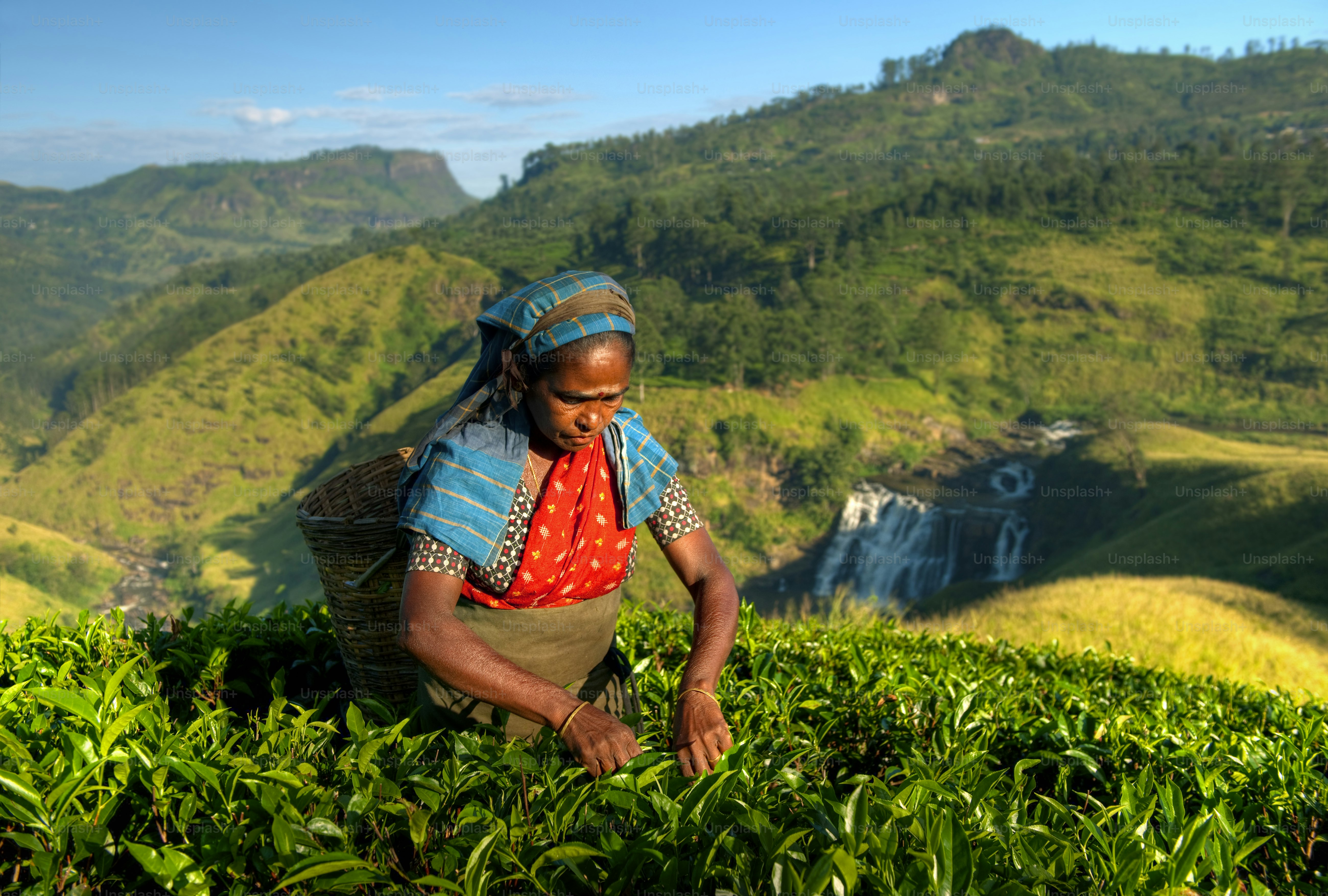 Mulher colhendo folhas de chá em uma encosta verde e exuberante.