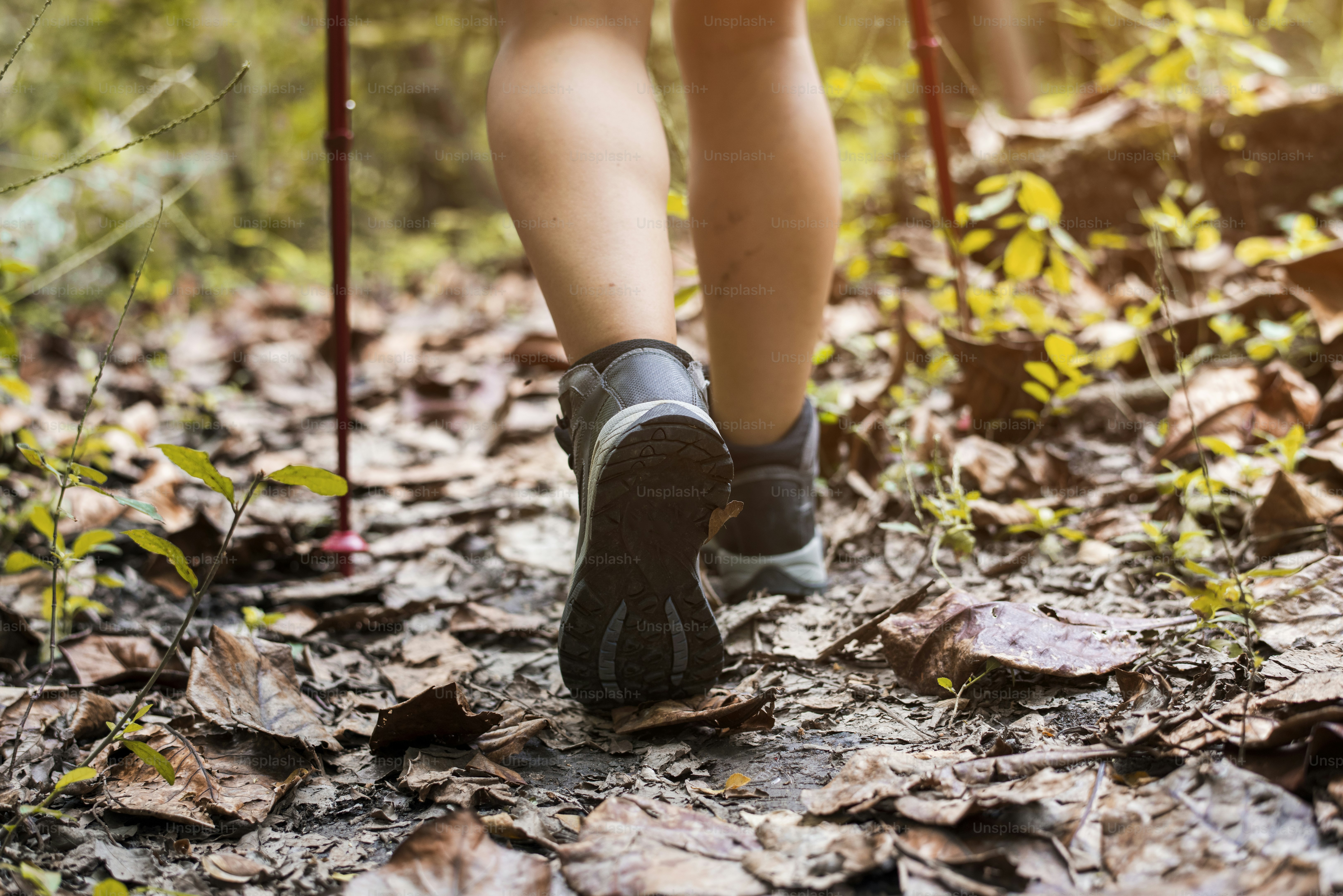 Trekking in a forest photo – Forest Image on Unsplash