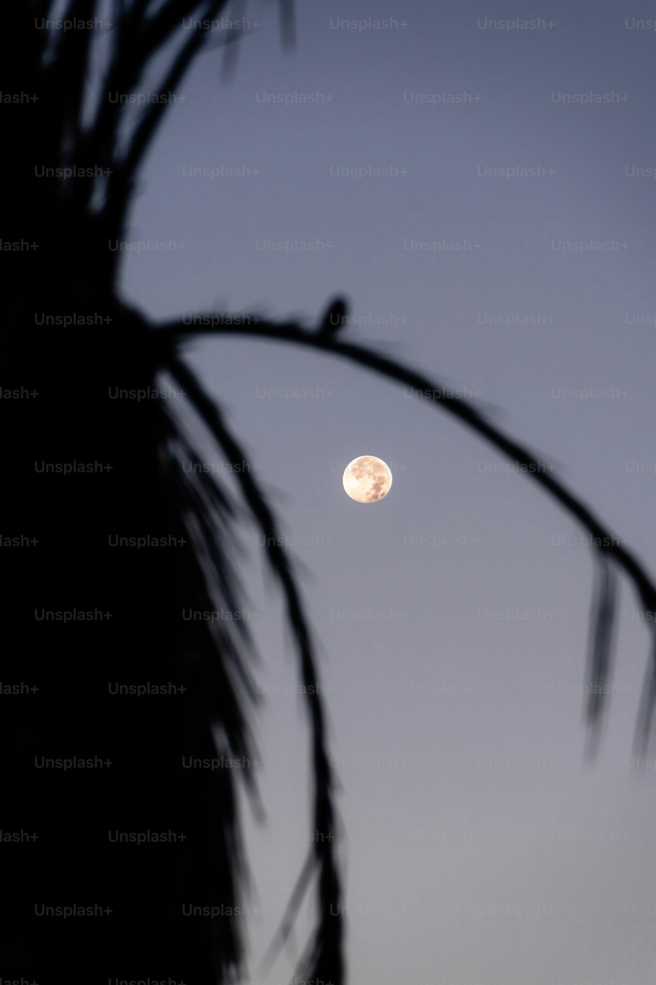 Full moon seen through a silhouetted palm tree photo – Space Image on ...