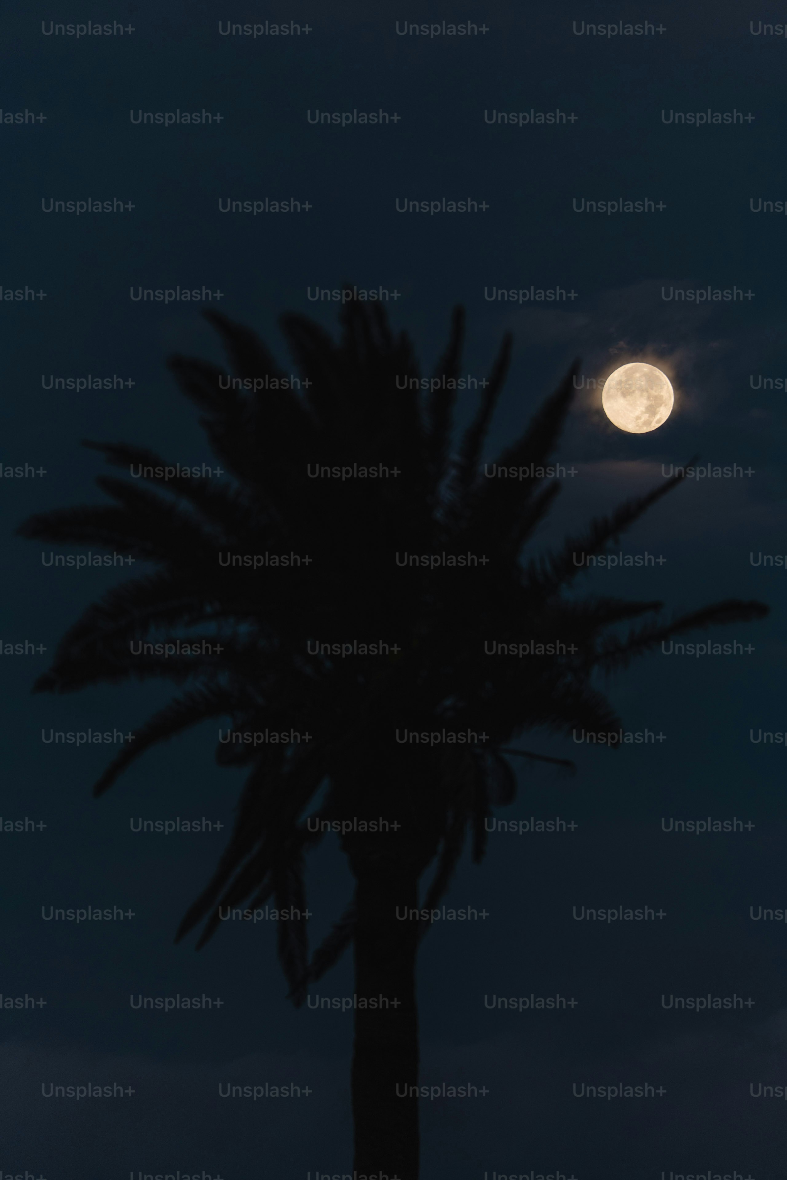 Full moon seen through a silhouetted palm tree photo – Space Image on ...