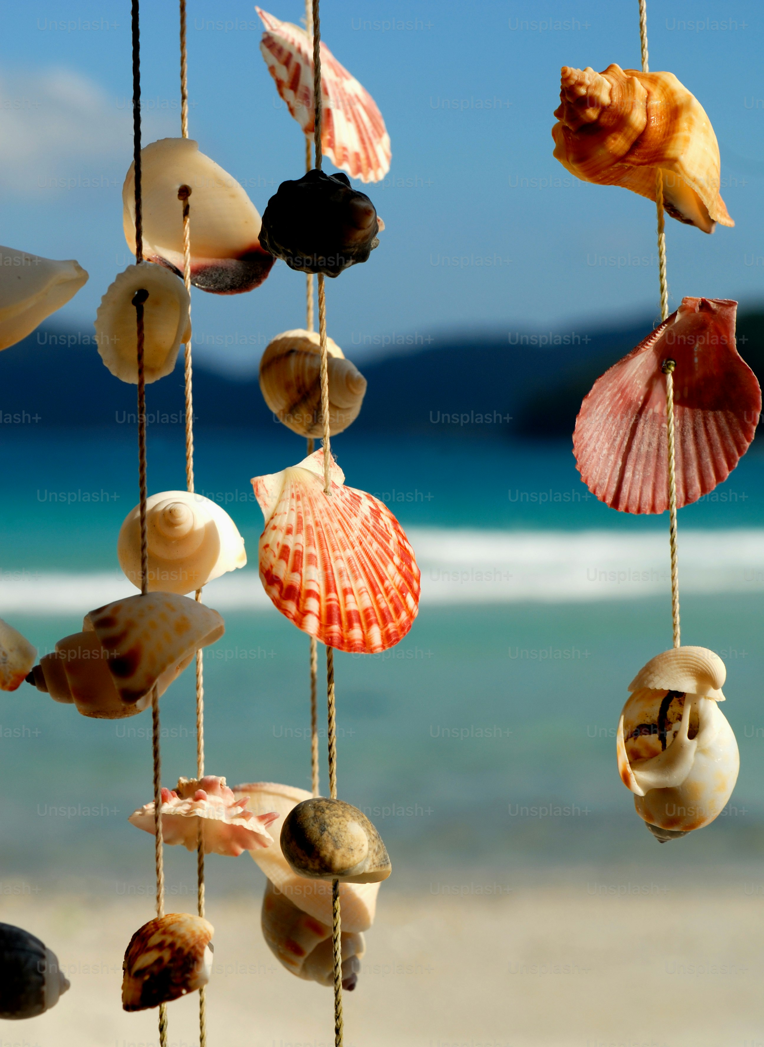 Sea shells on the sea shore.