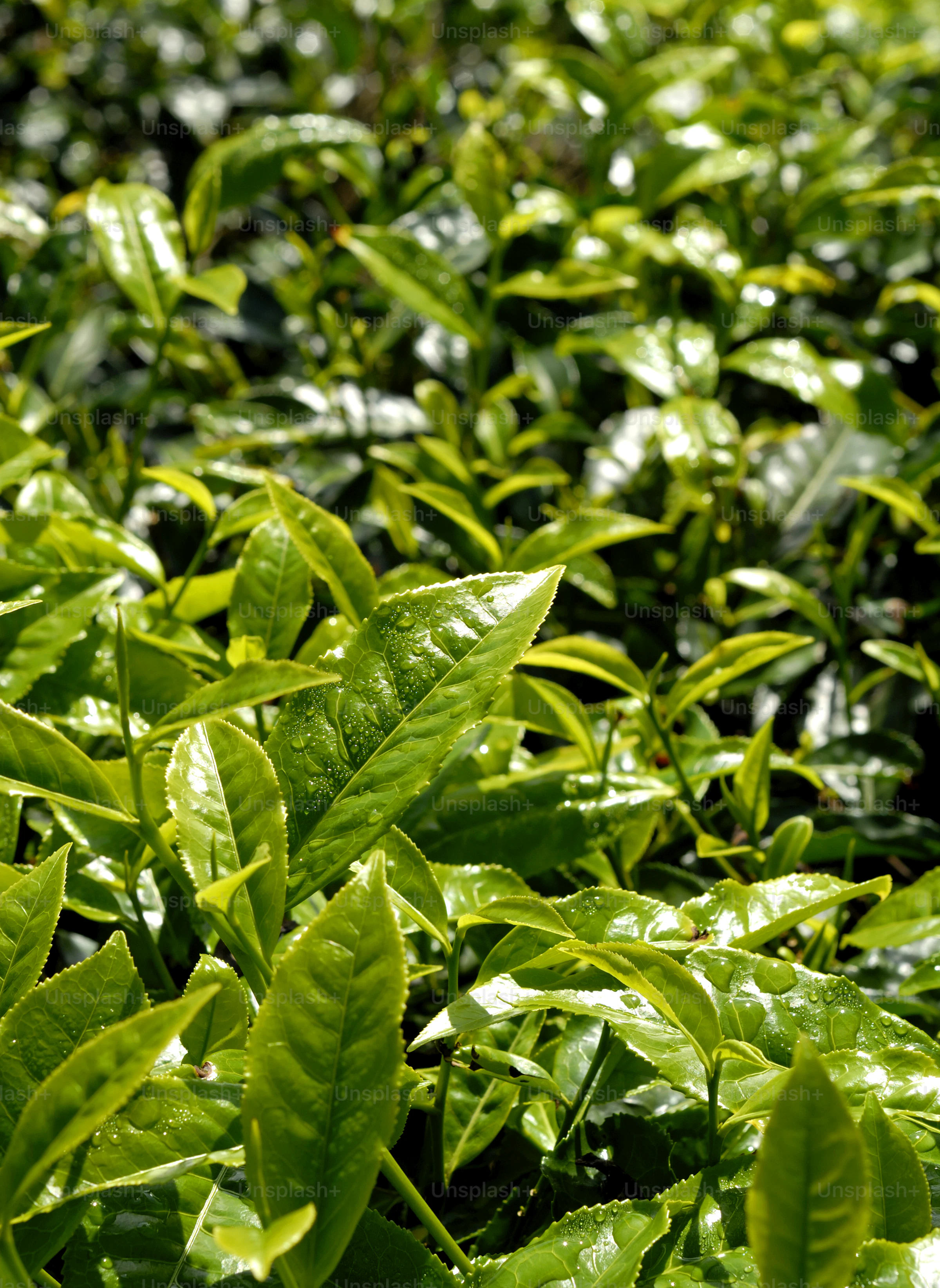 Rows of shaded tencha bushes in Uji, Kyoto