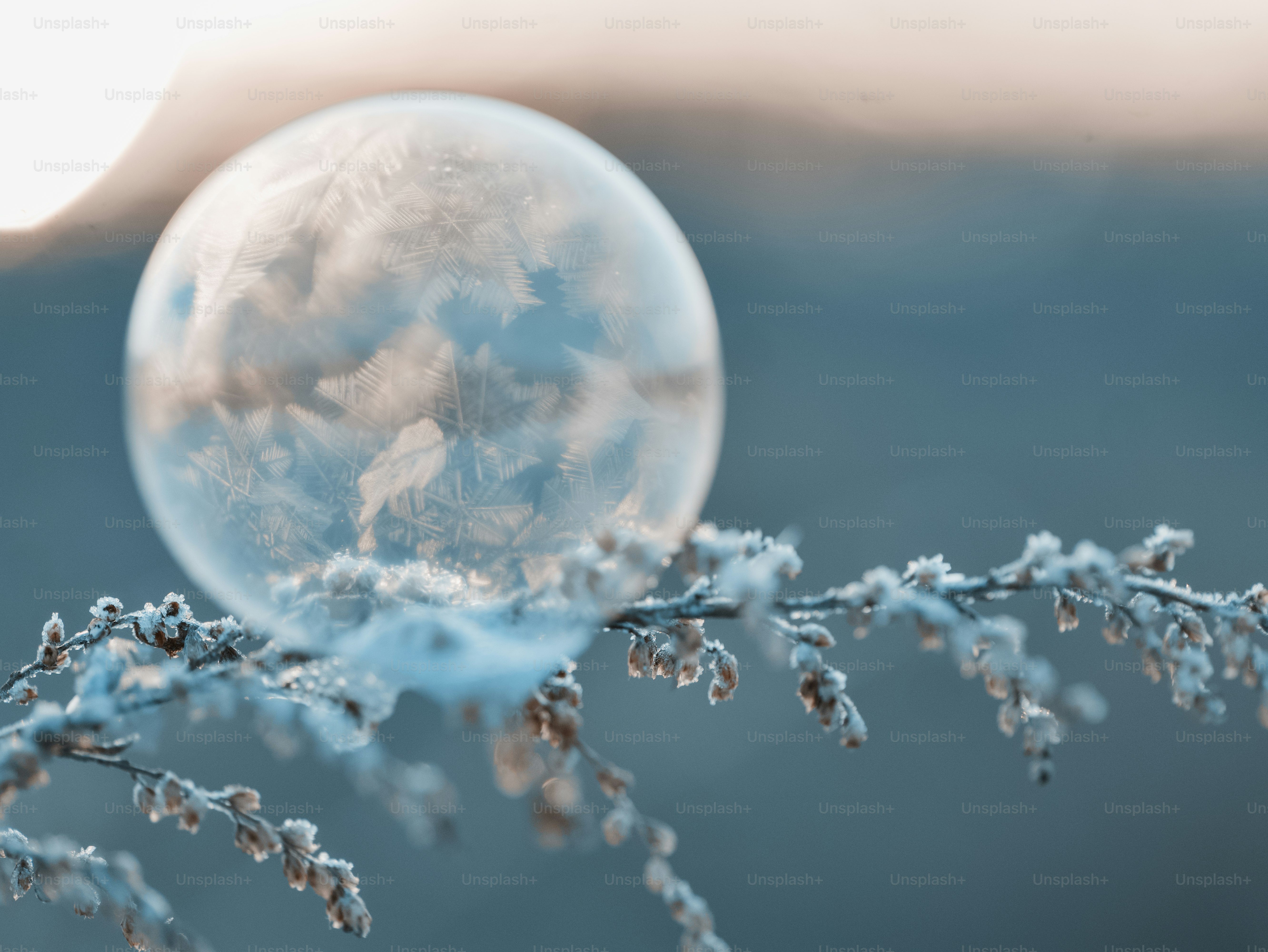 Frozen bubble on a frosty plant branch