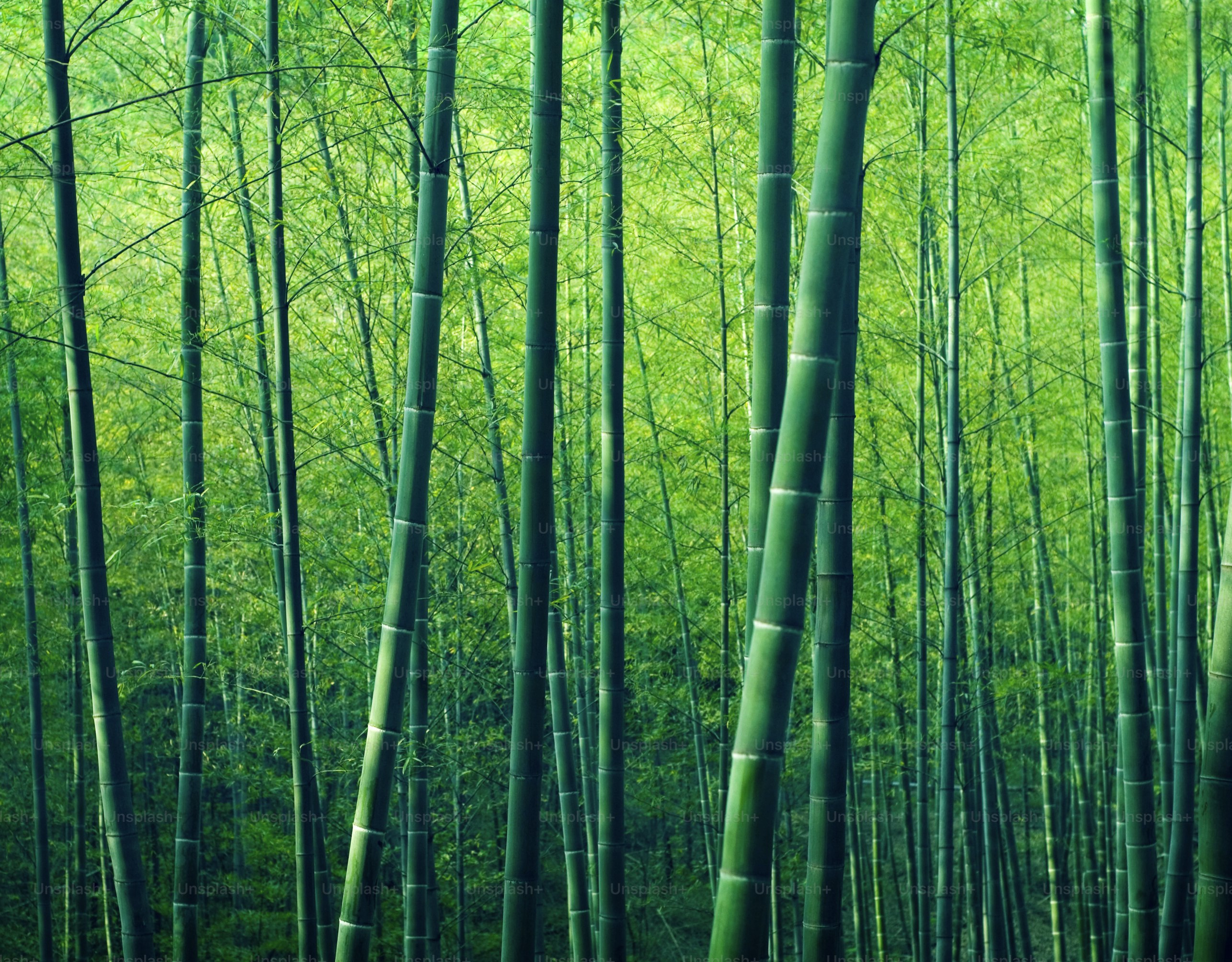 Bamboo Forest Trees Nature Concept