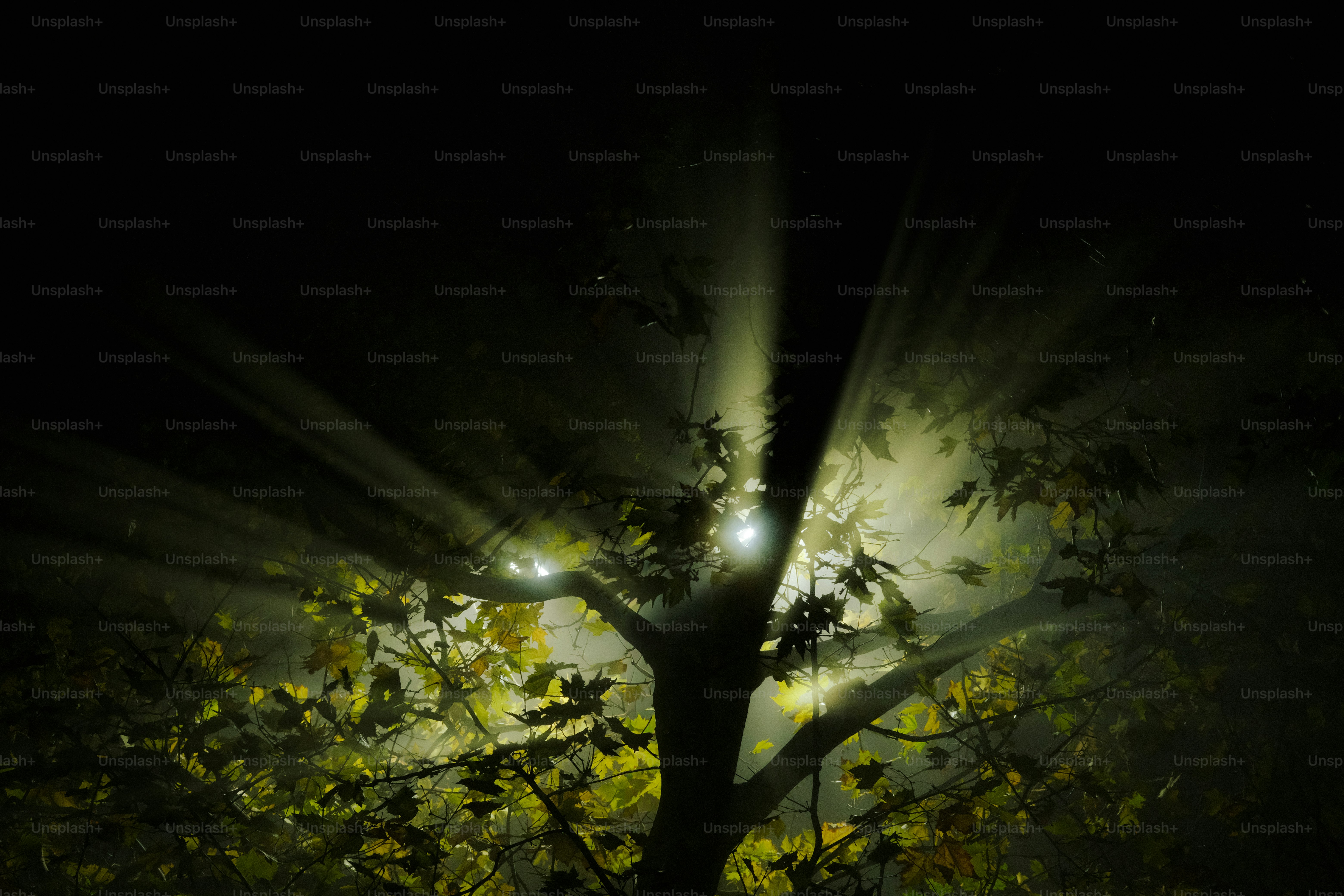 Äste, die nachts von hellen Lichtern erleuchtet werden